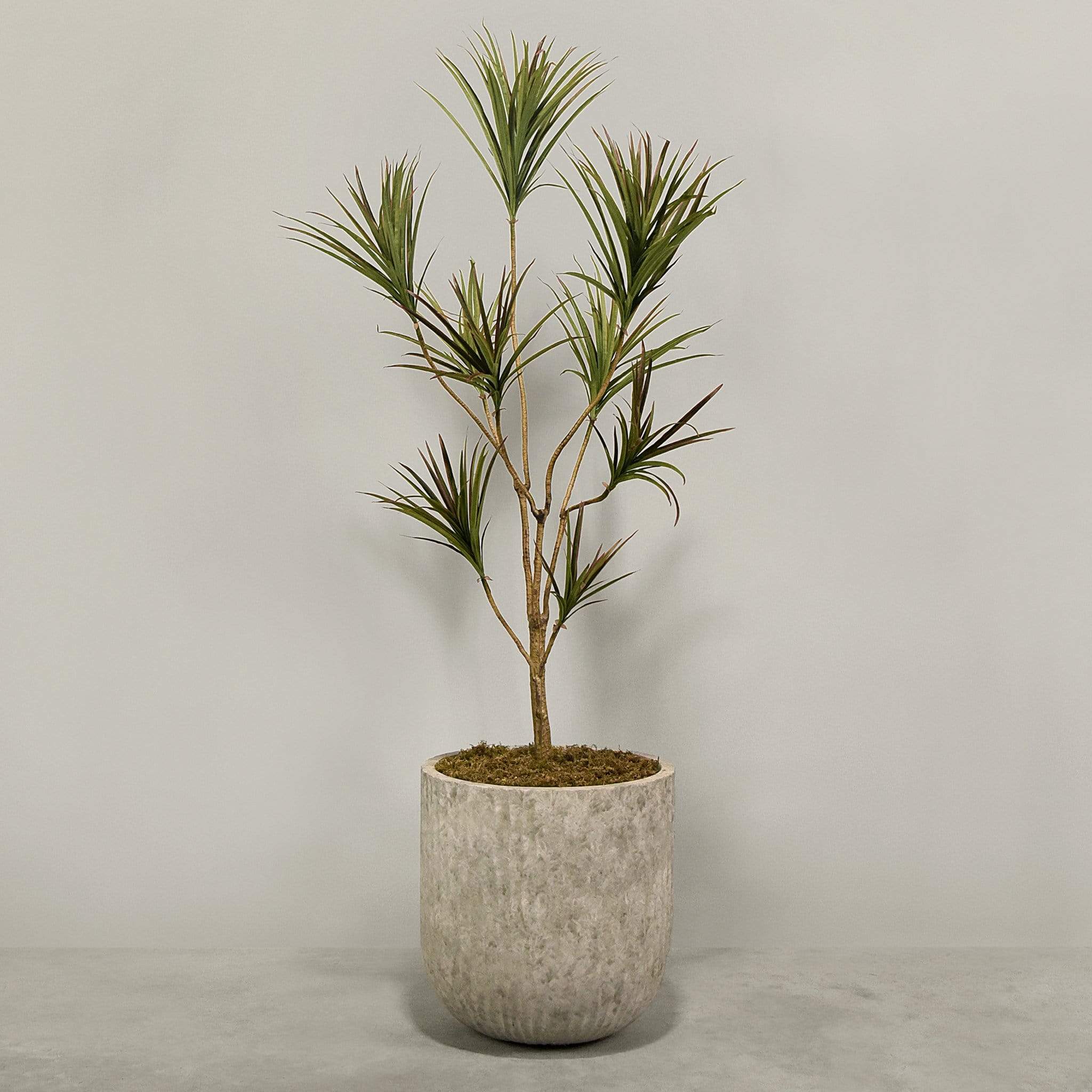 Artificial Draecena With Pot - Image 3