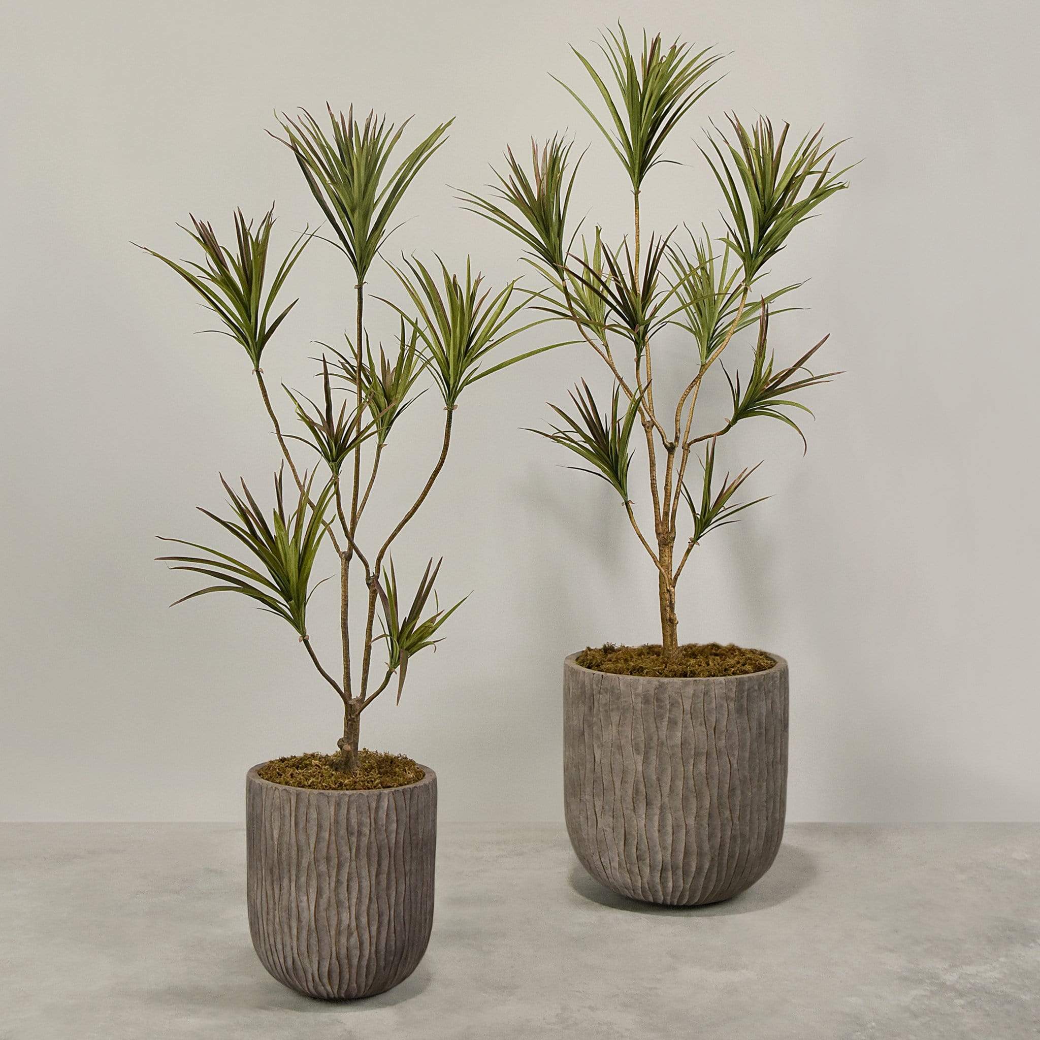Artificial Draecena With Pot - Image 4
