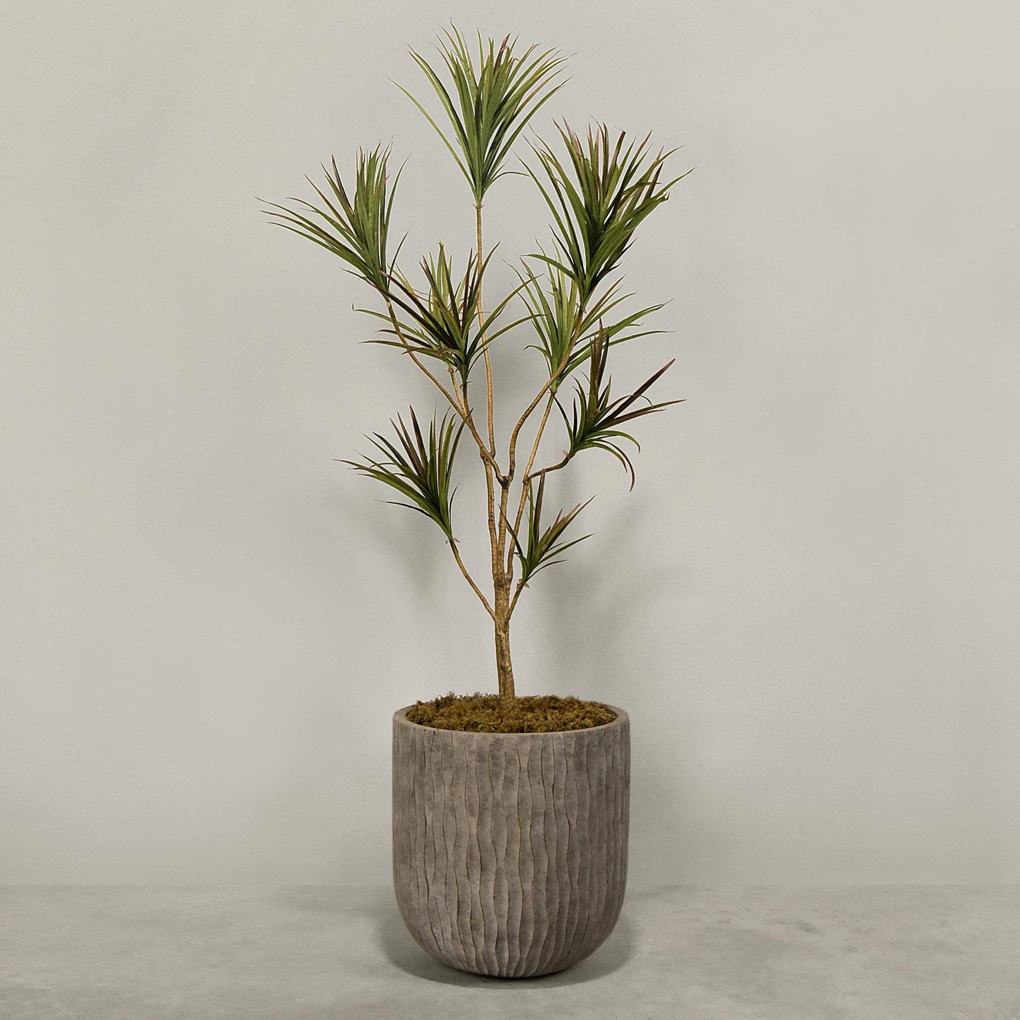 Artificial Draecena With Pot - Image 5