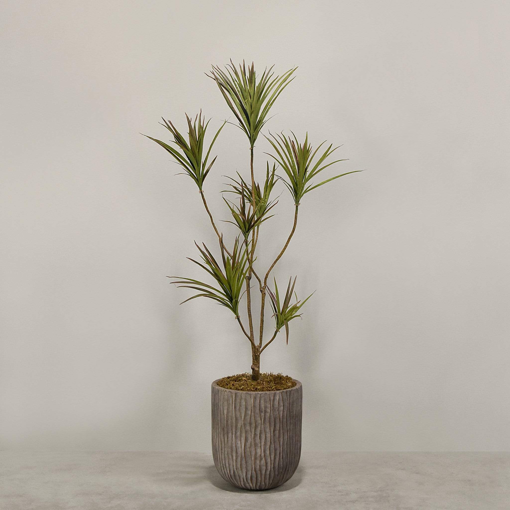 Artificial Draecena With Pot - Image 6