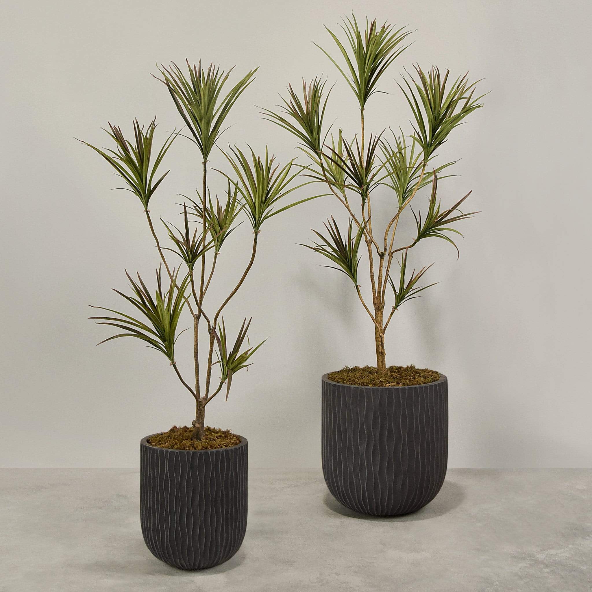 Artificial Draecena With Pot - Image 7