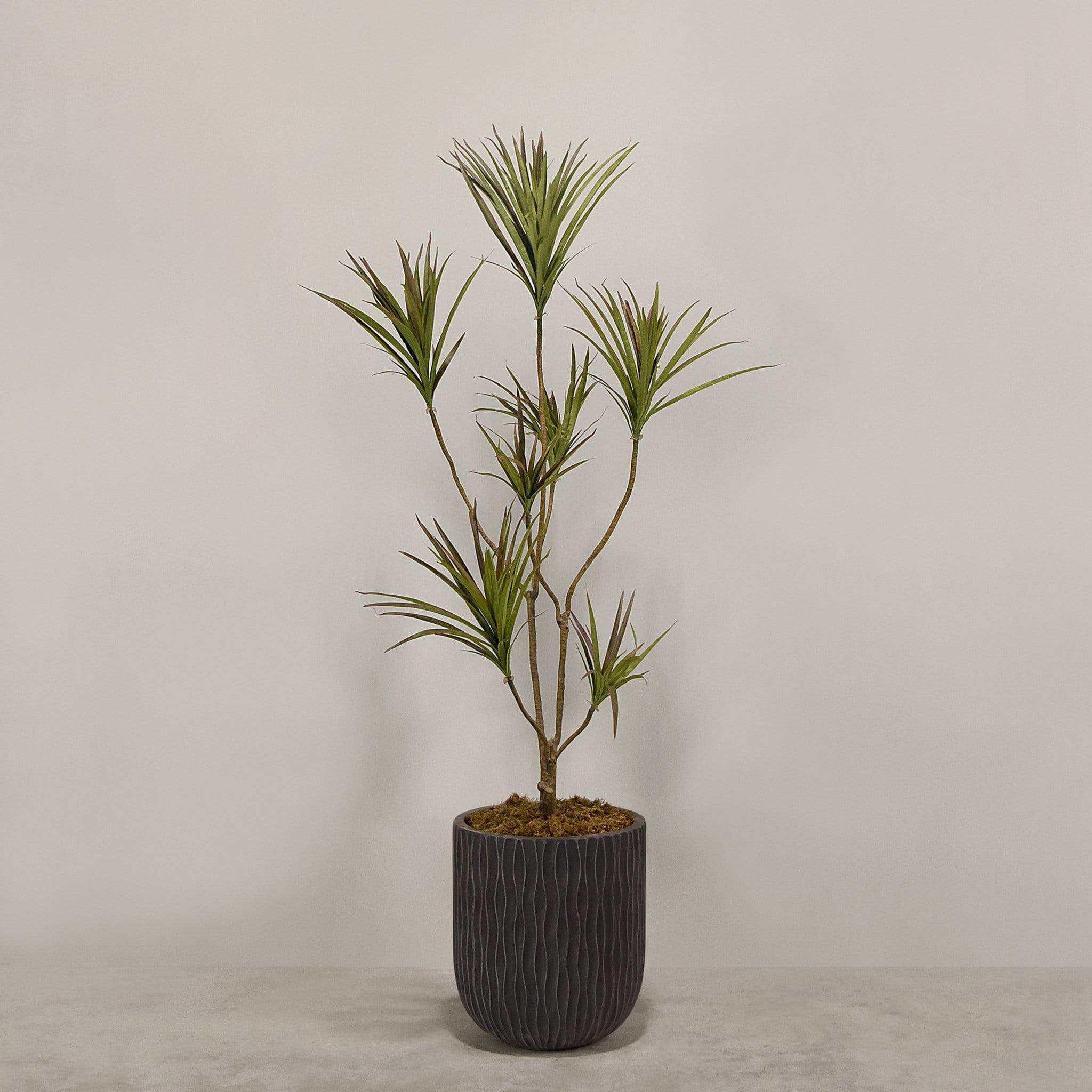 Artificial Draecena With Pot - Image 8