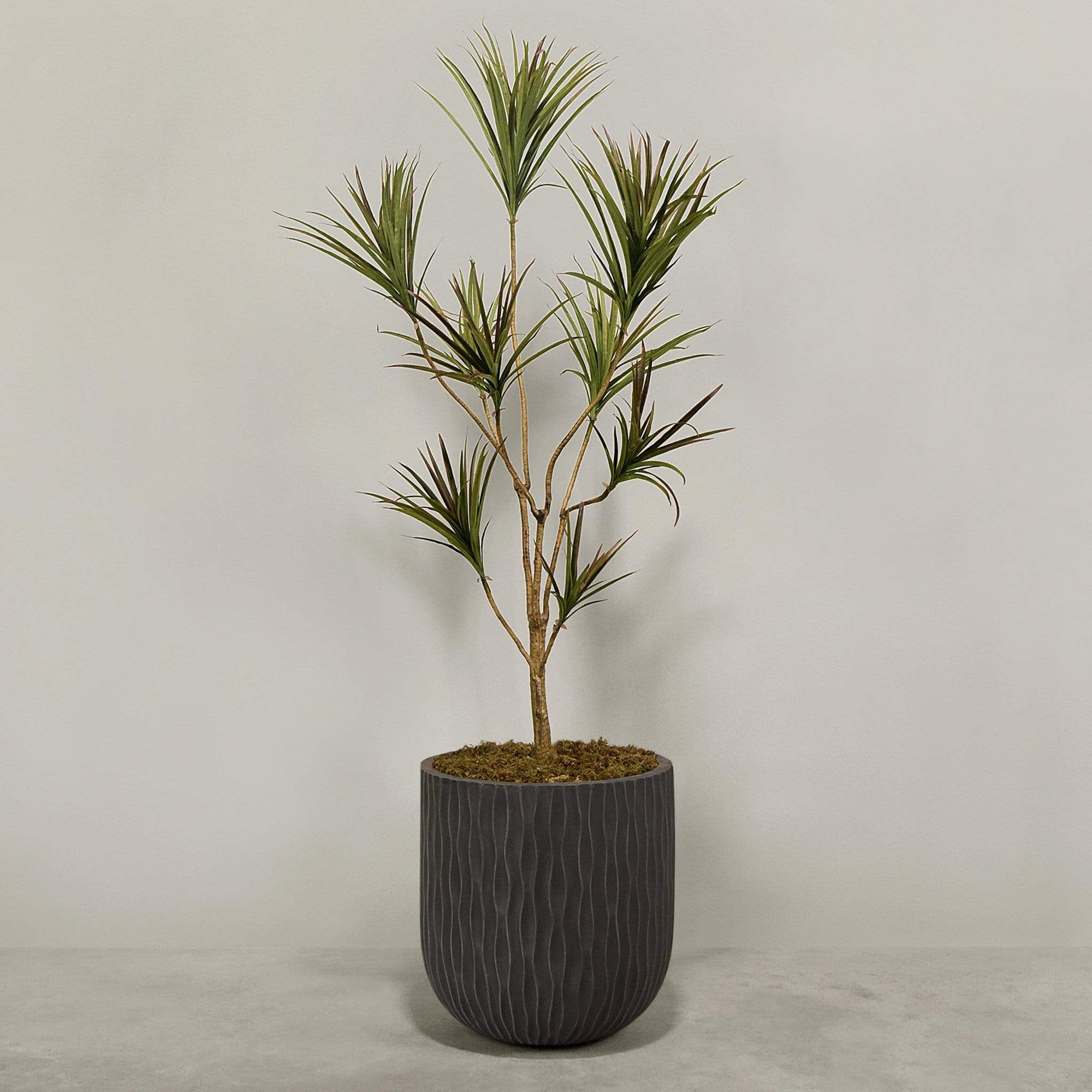 Artificial Draecena With Pot - Image 9