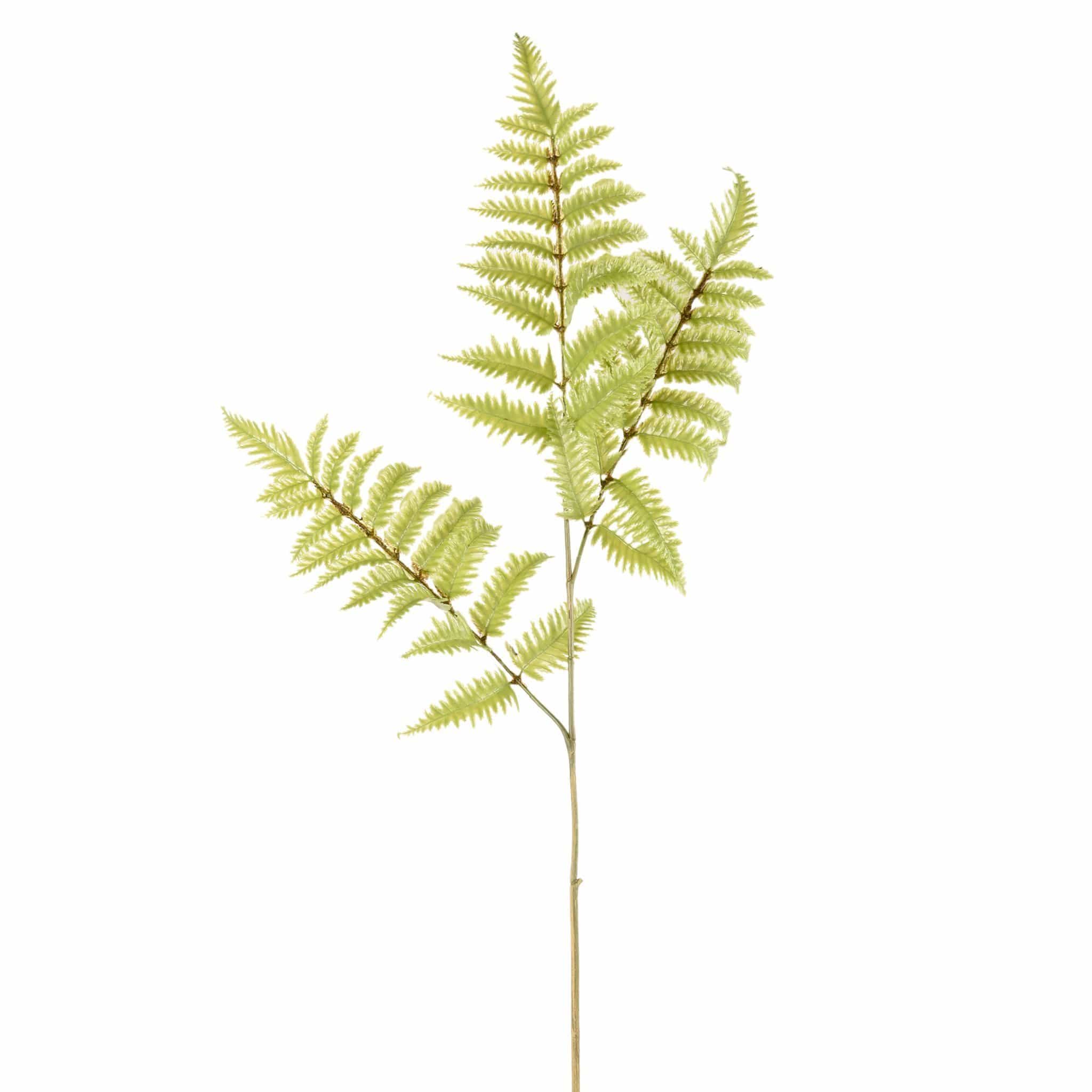Artificial Fern