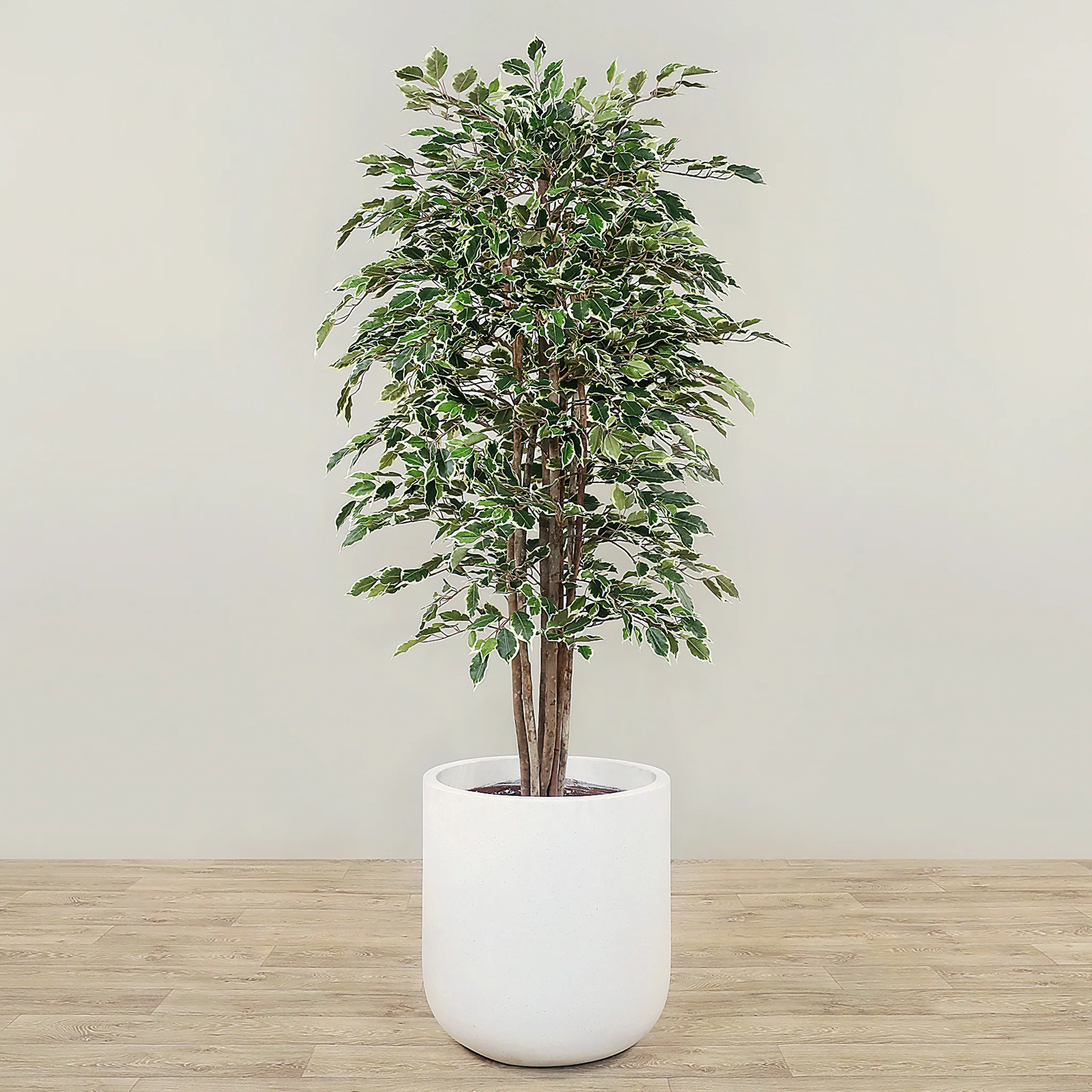 Artificial Ficus Deluxe Exotica Tree 180cm