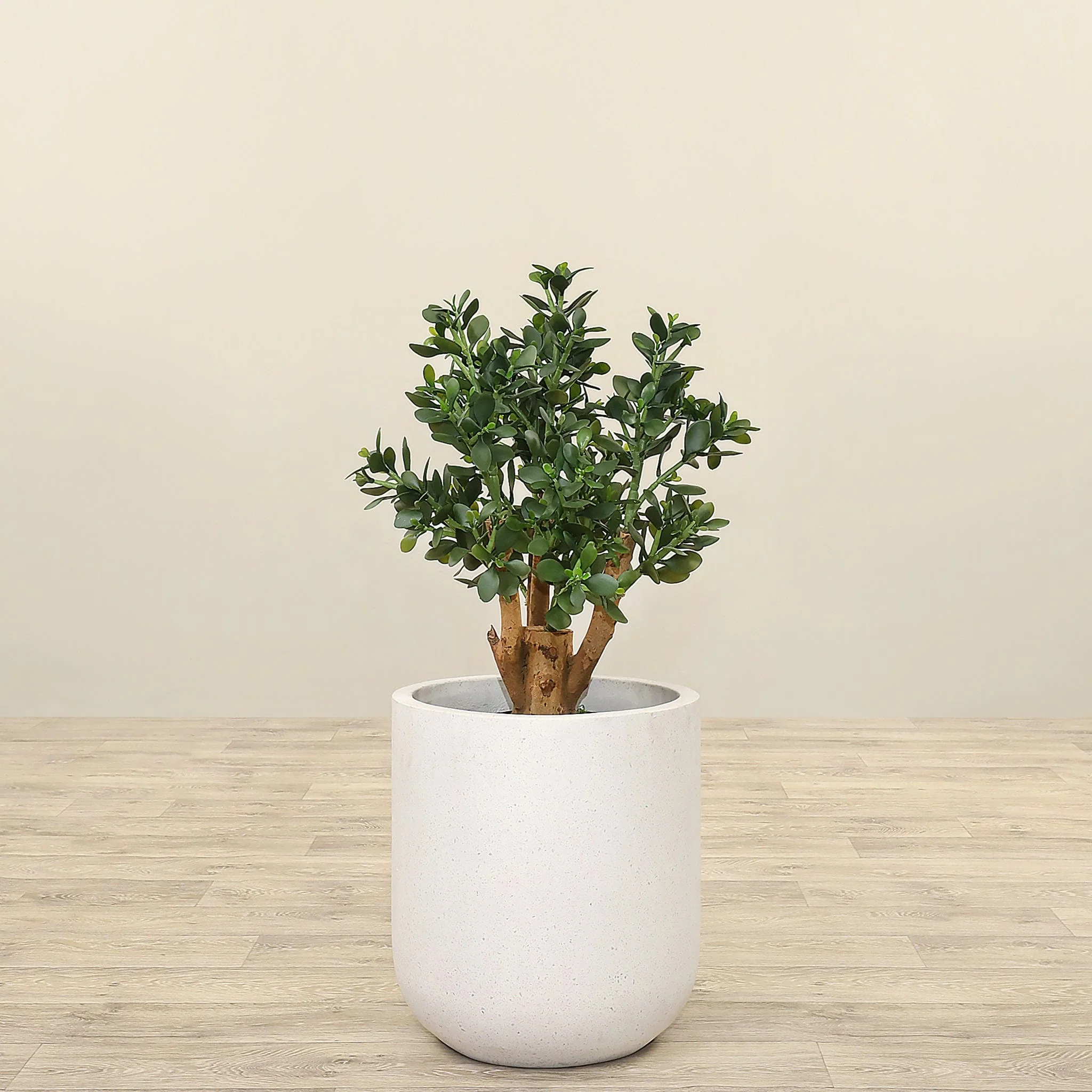 Artificial Jade Plant 70cm - Image 2