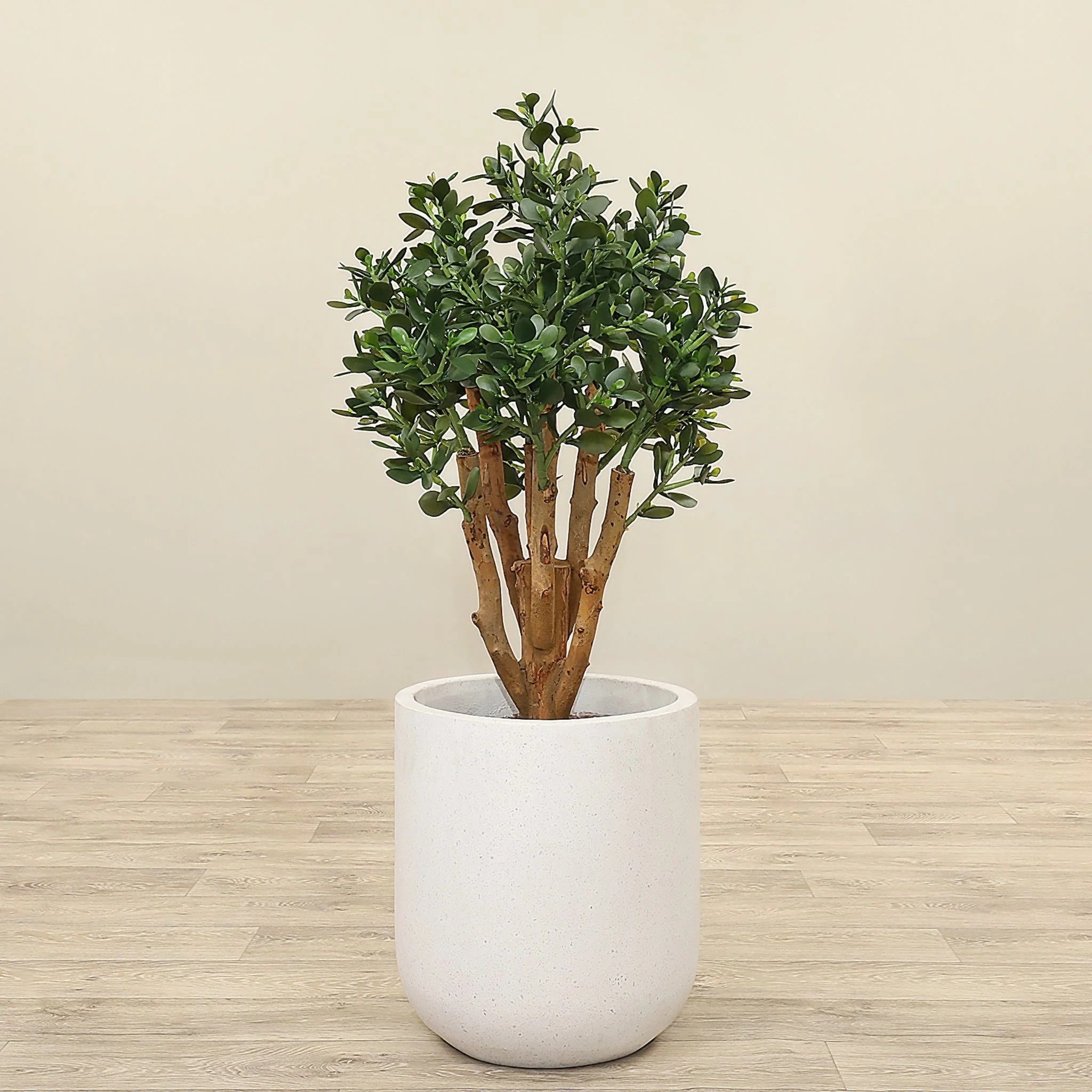 Artificial Jade Plant 100cm - Image 2