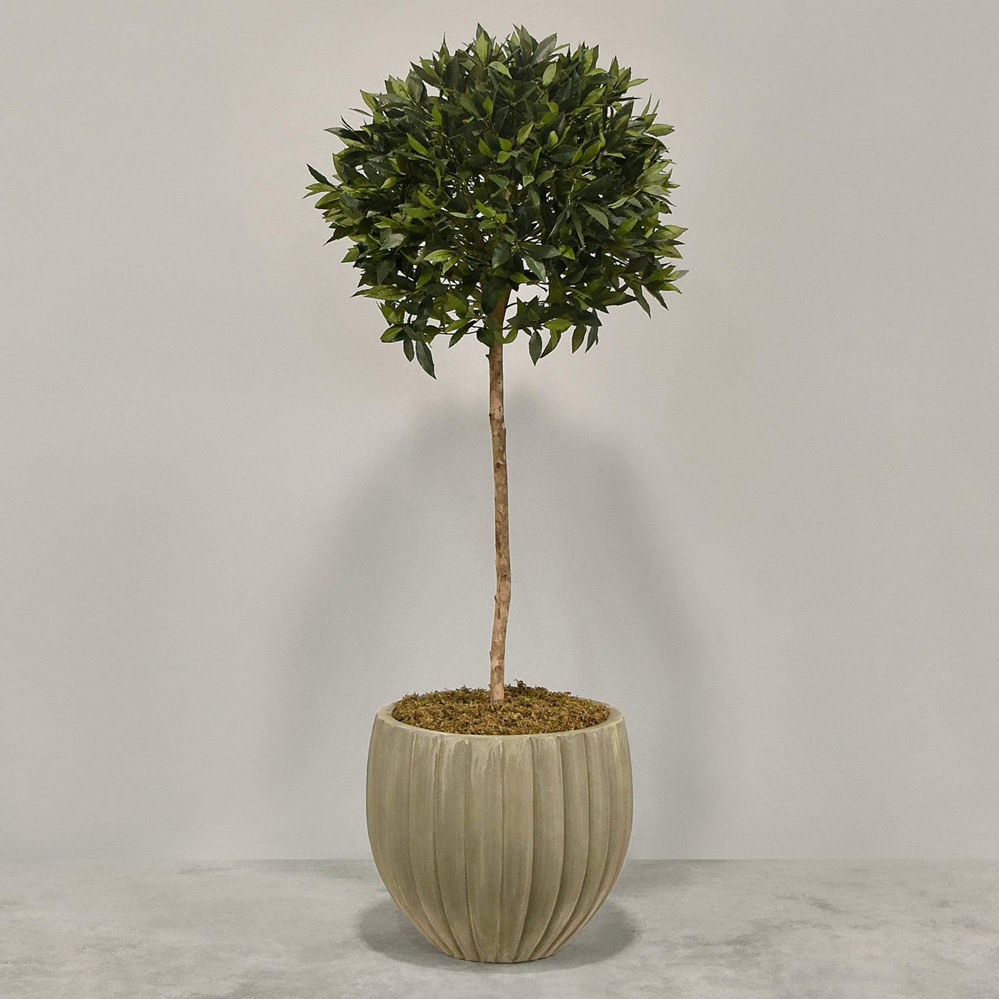 Artificial Laurel Tree with Pot - Image 3