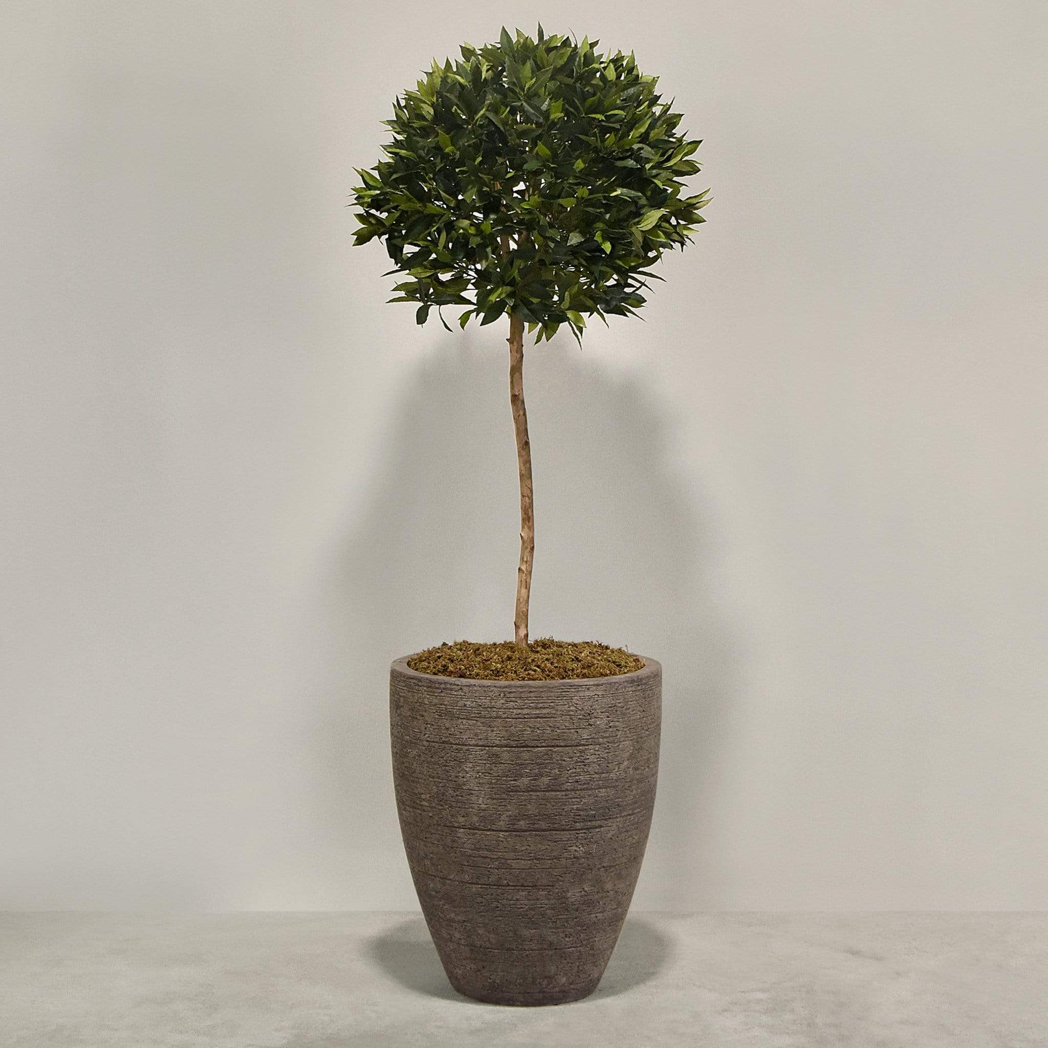 Artificial Laurel Tree with Pot - Image 3