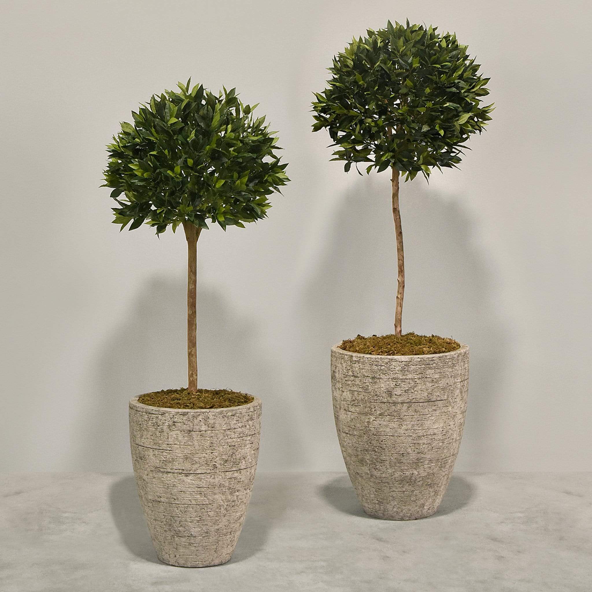 Artificial Laurel Tree with Pot - Image 4