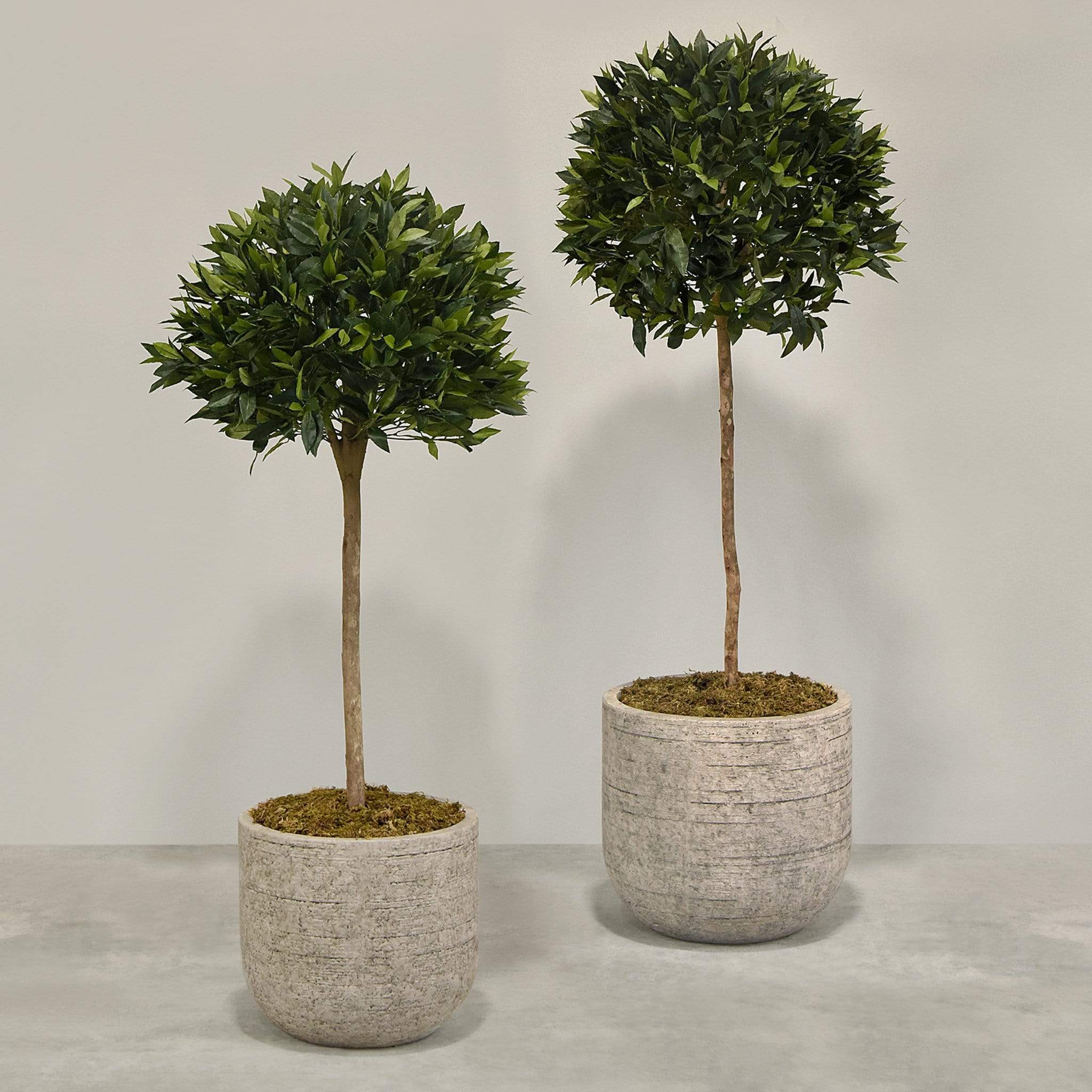 Artificial Laurel Tree with Pot