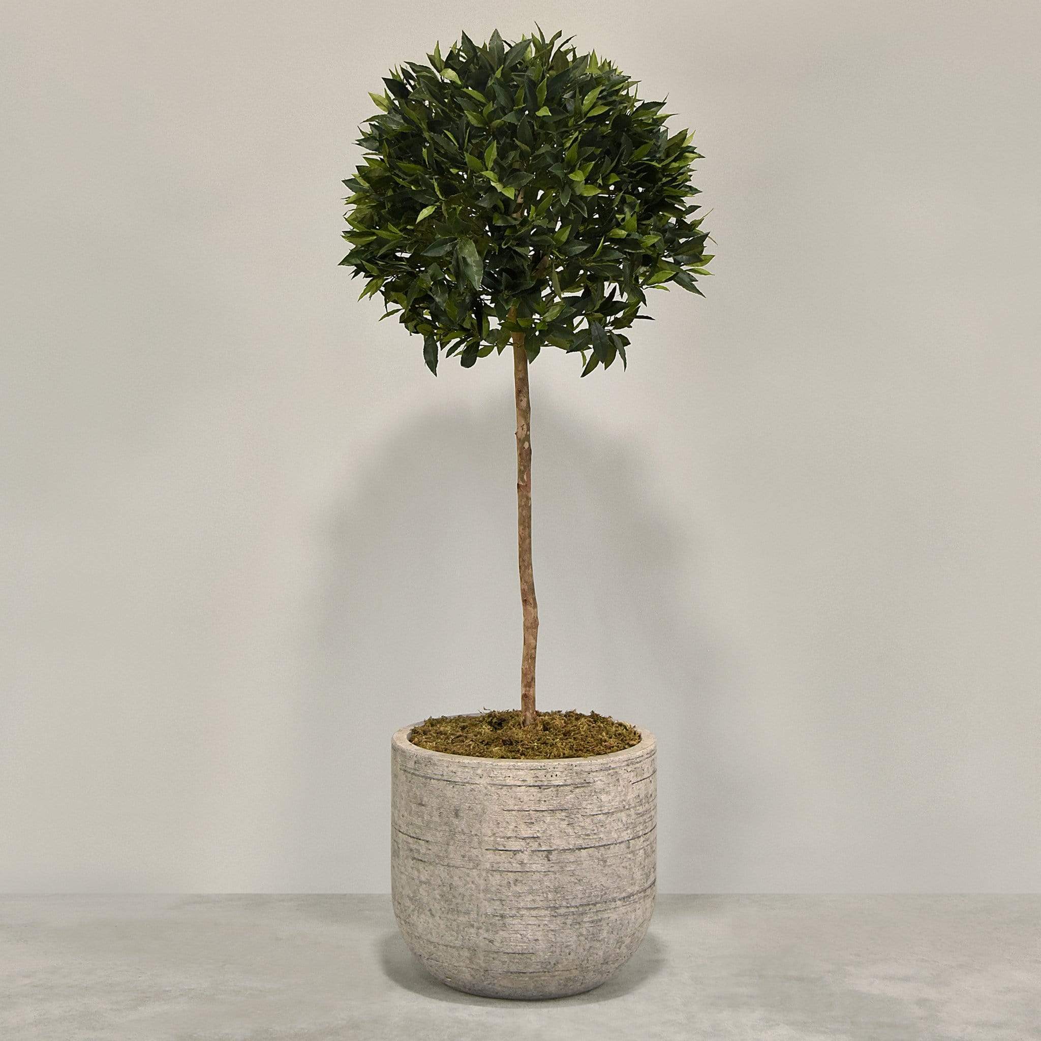 Artificial Laurel Tree with Pot - Image 3