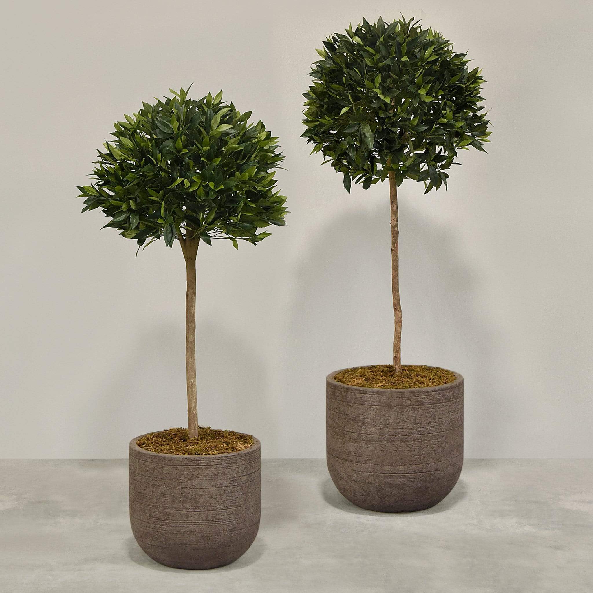Artificial Laurel Tree with Pot - Image 4