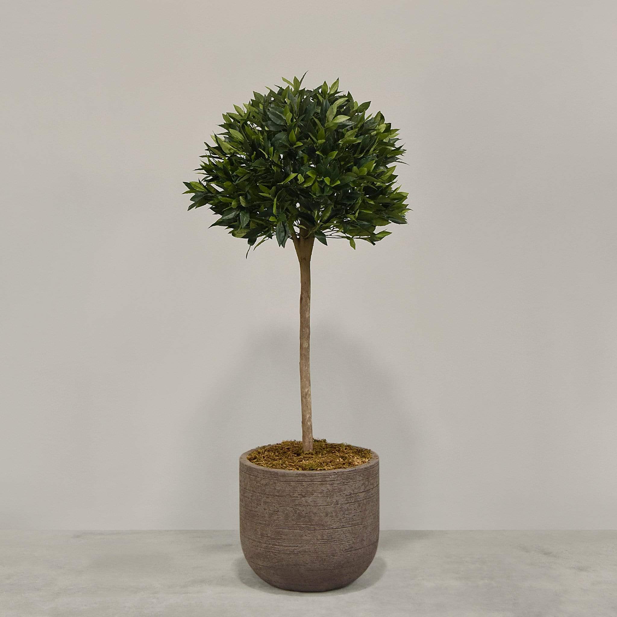Artificial Laurel Tree with Pot - Image 5