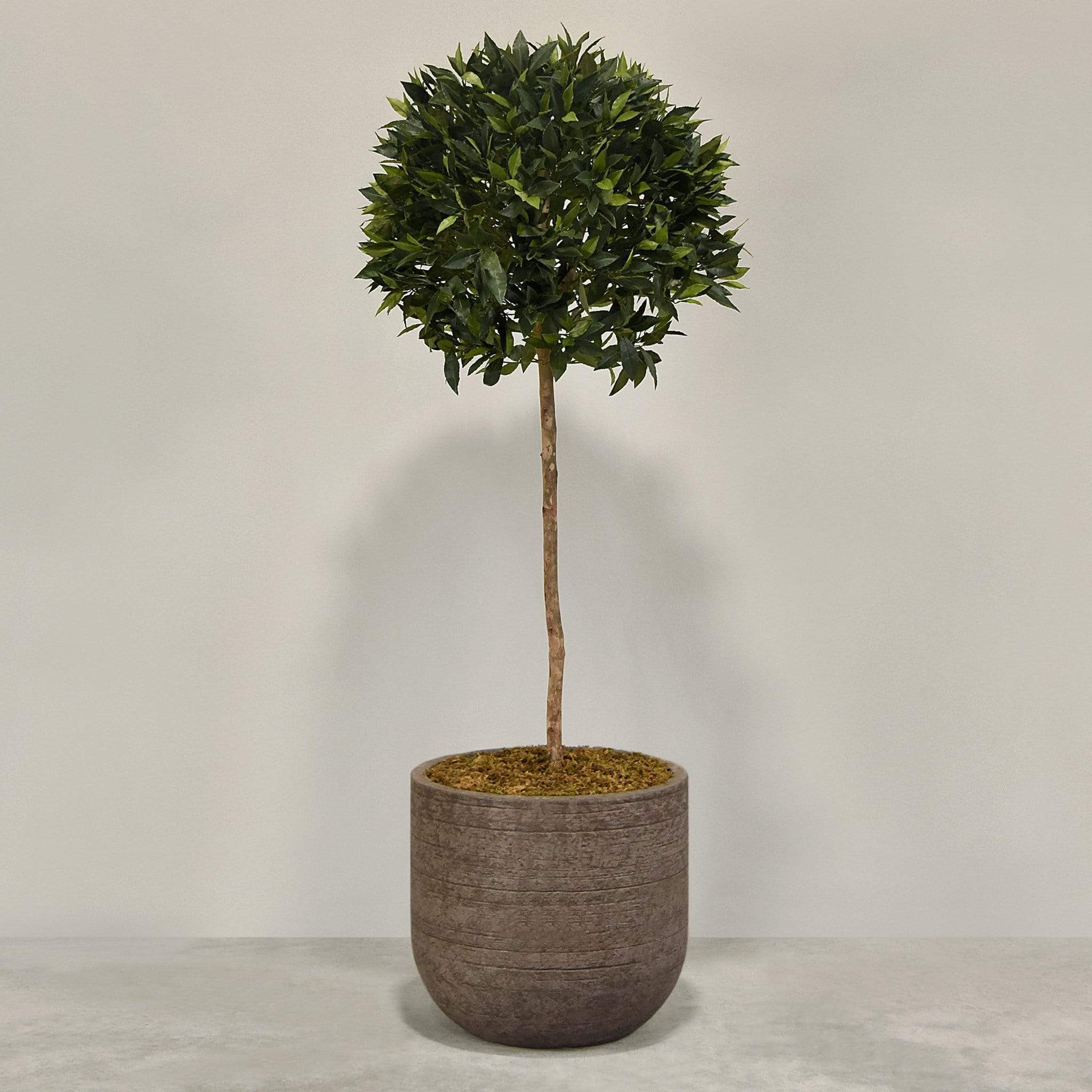 Artificial Laurel Tree with Pot - Image 6