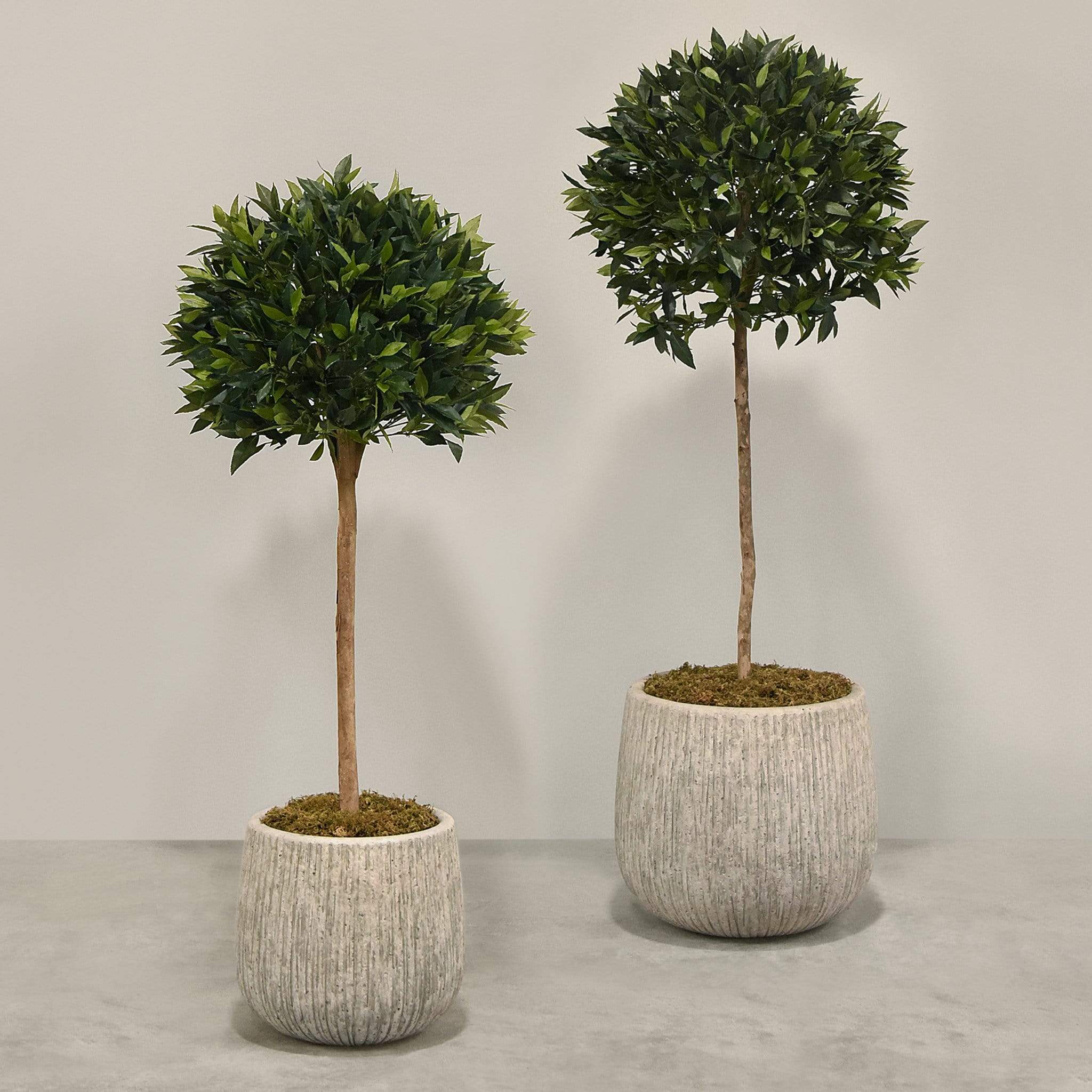 Artificial Laurel Tree with Pot