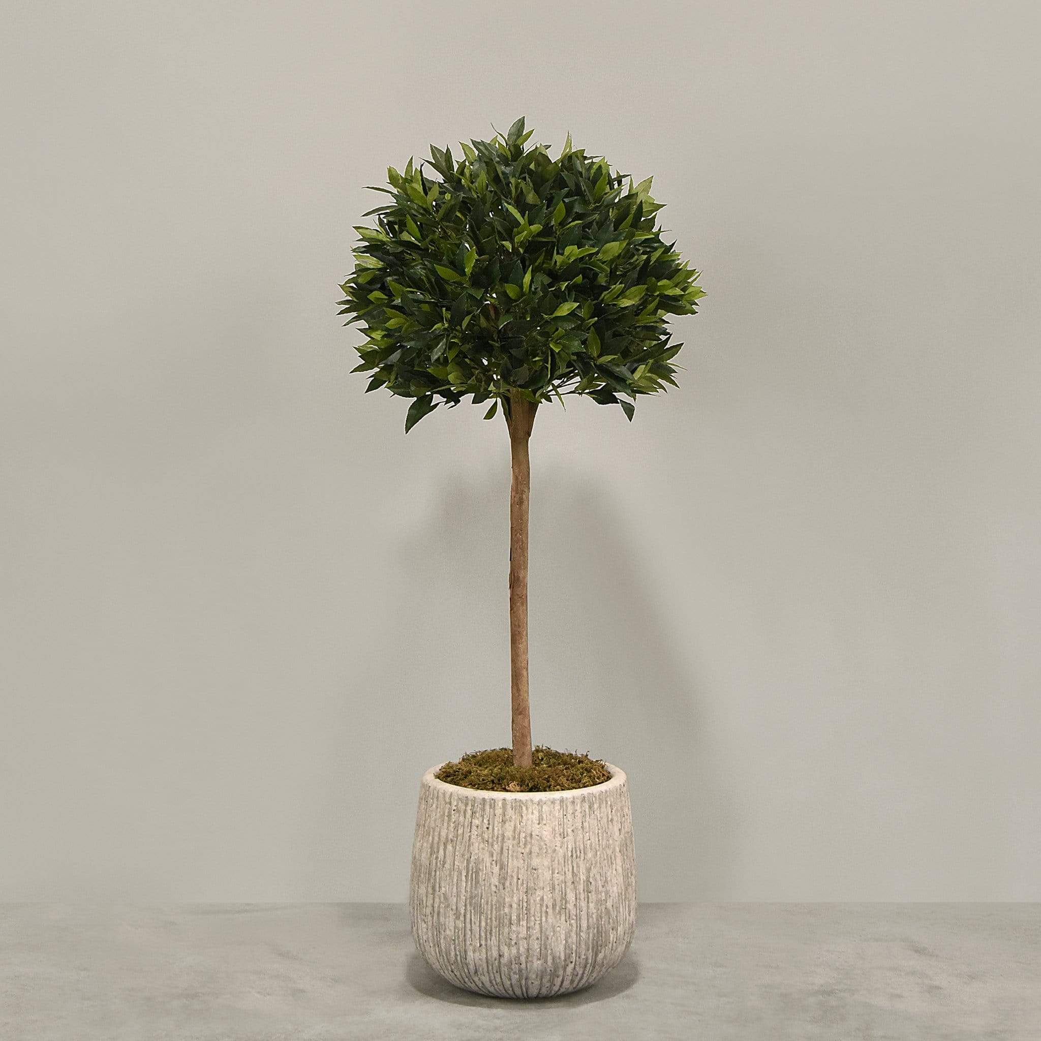 Artificial Laurel Tree with Pot - Image 2