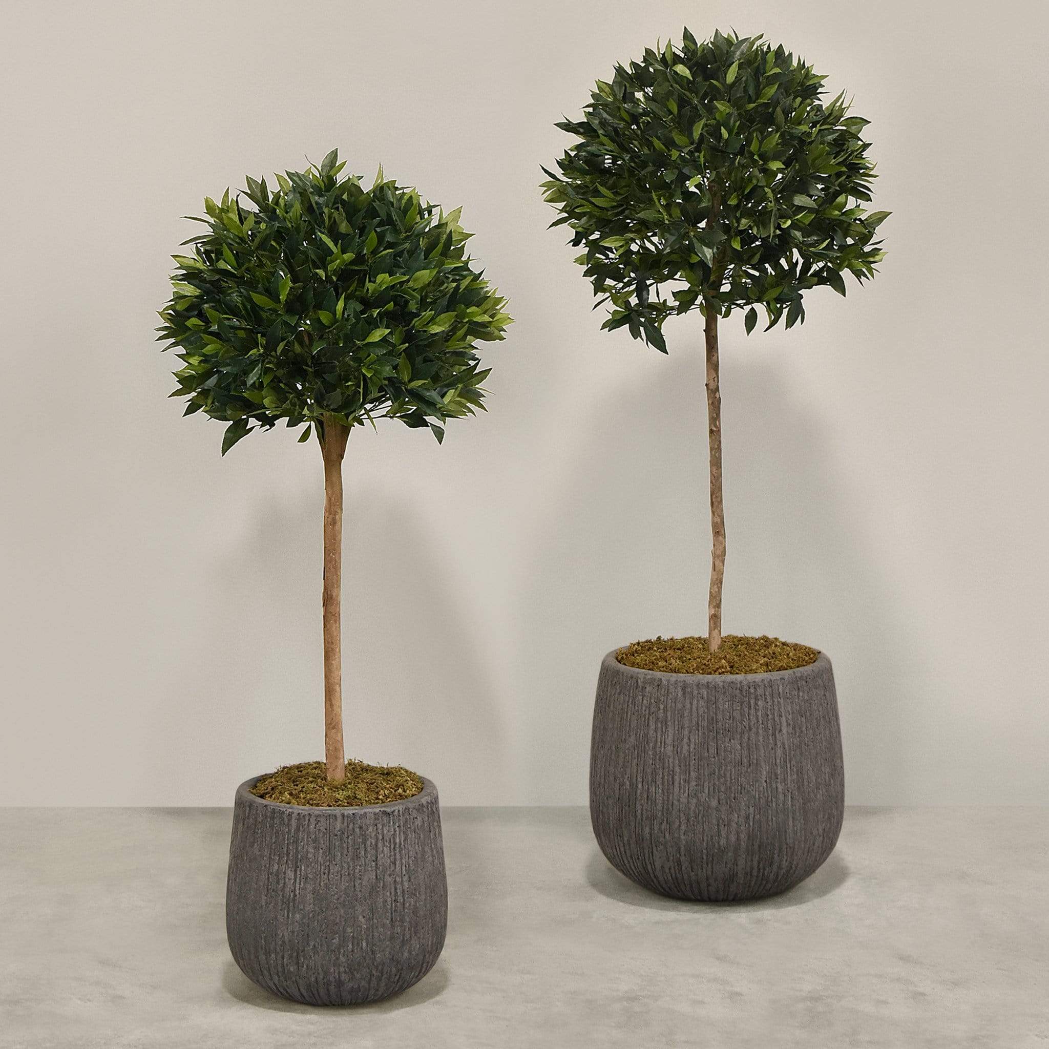 Artificial Laurel Tree with Pot - Image 4
