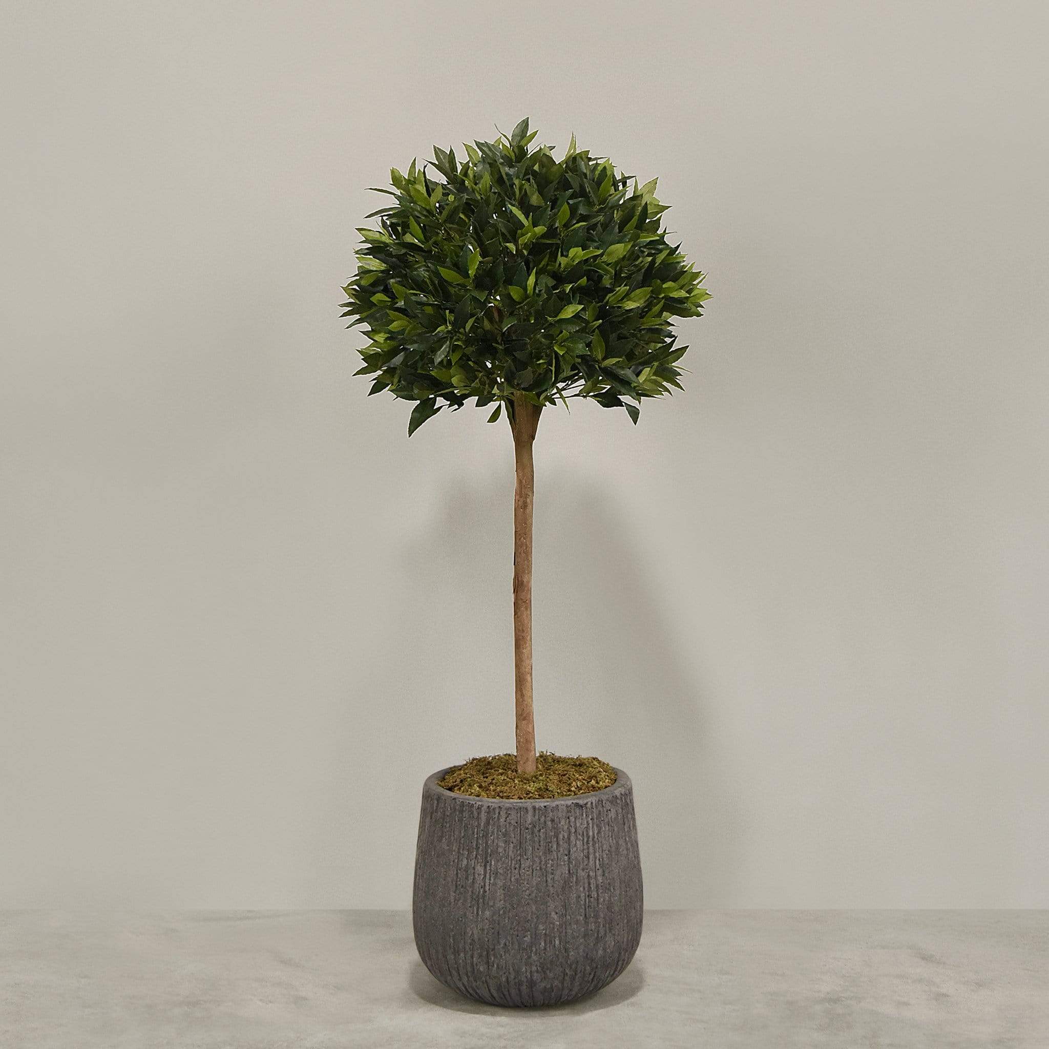 Artificial Laurel Tree with Pot - Image 5
