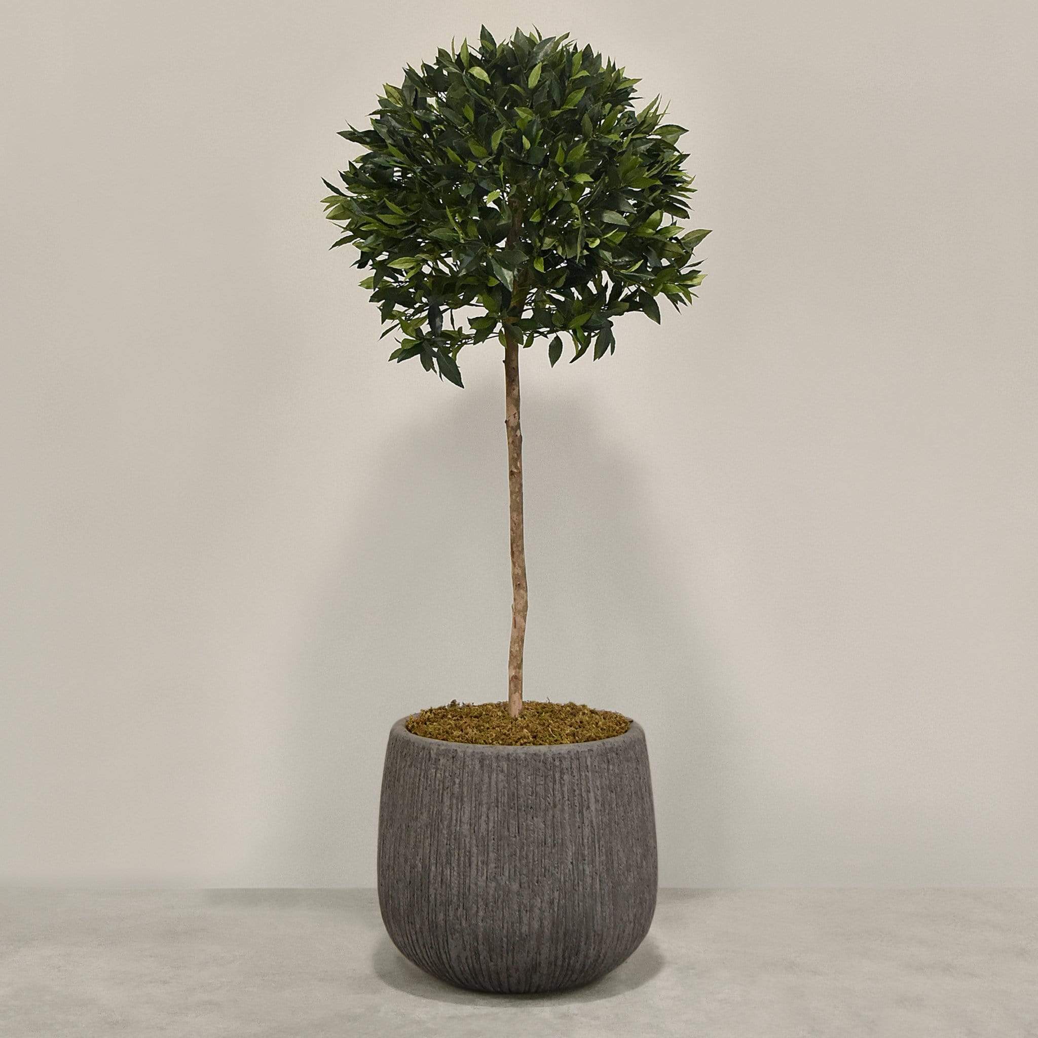 Artificial Laurel Tree with Pot - Image 6