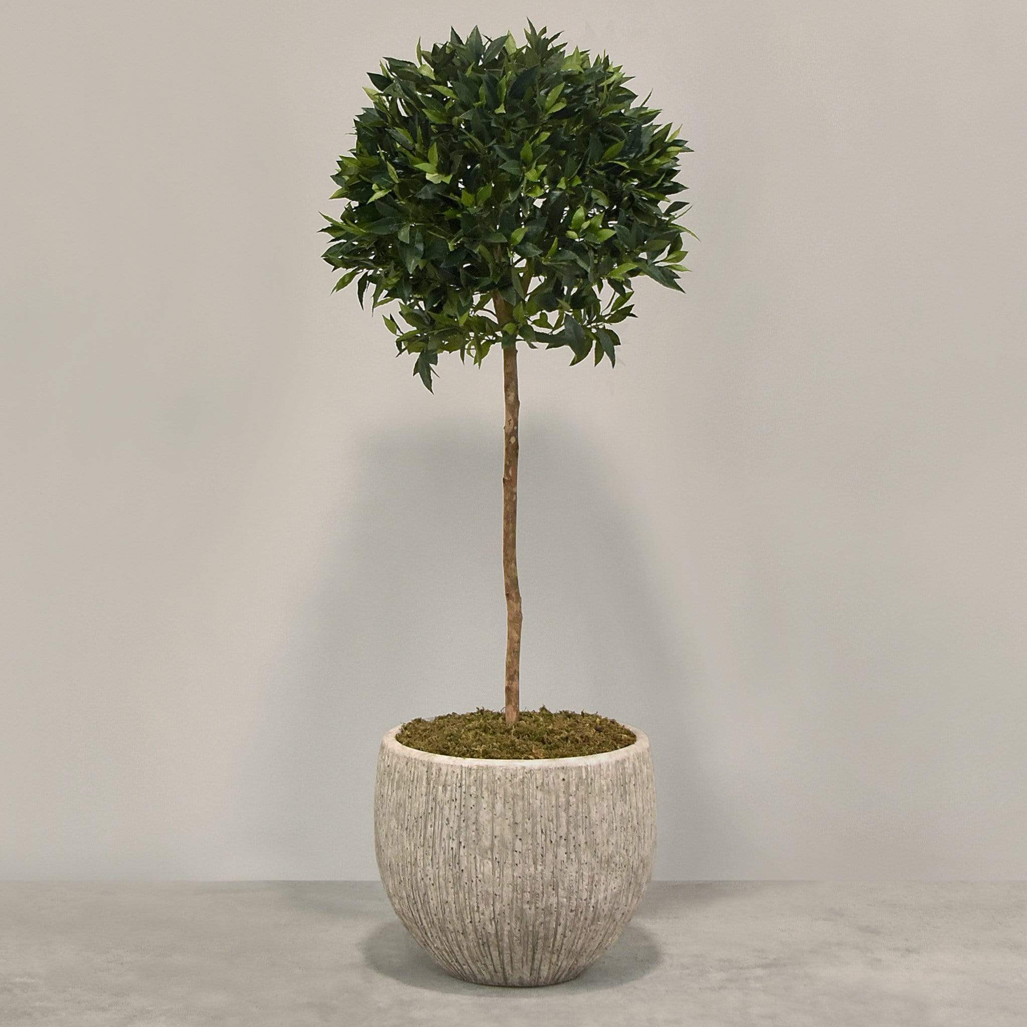 Artificial Laurel Tree with Pot - Image 3