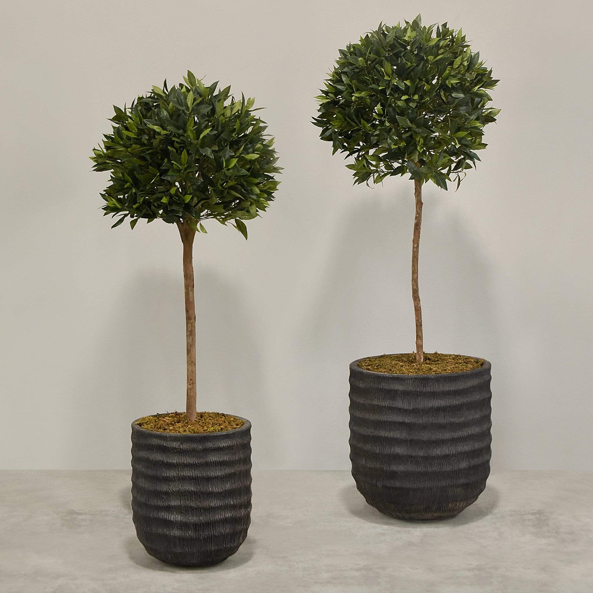 Artificial Laurel Tree with Pot