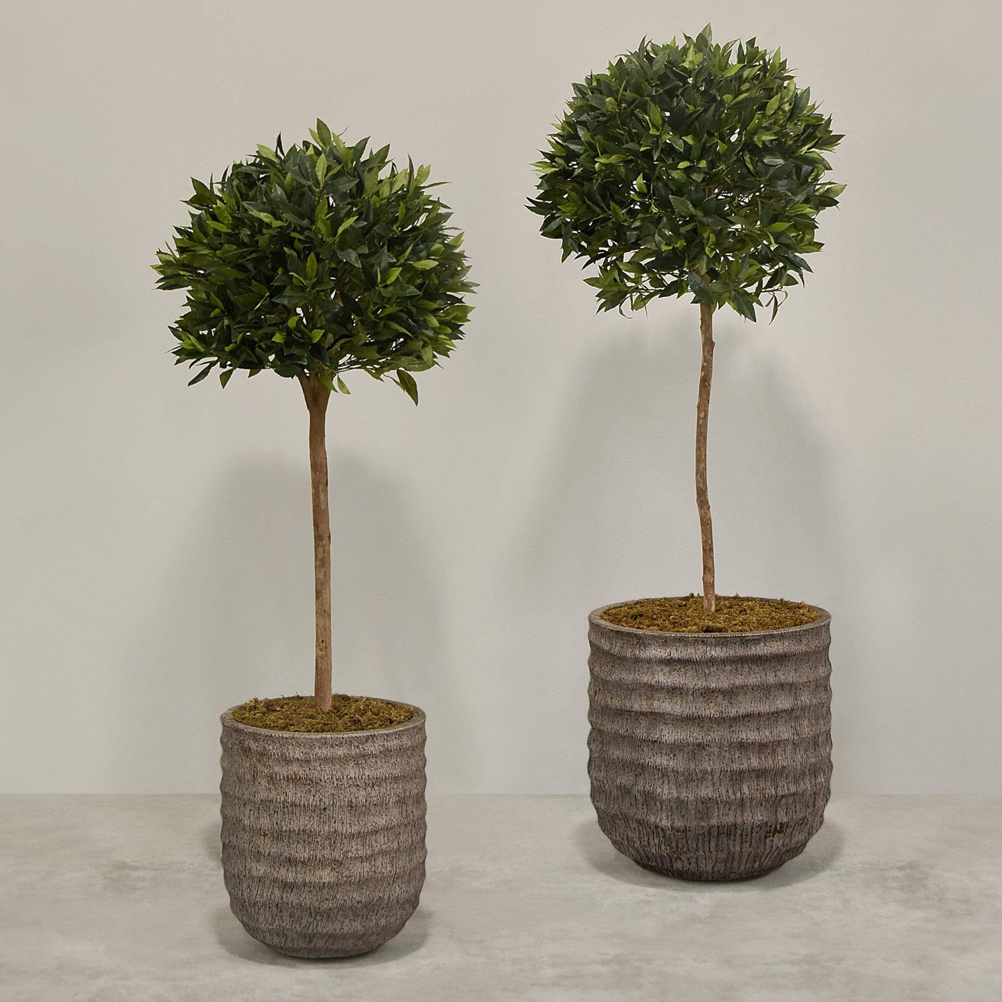 Artificial Laurel Tree with Pot - Image 4