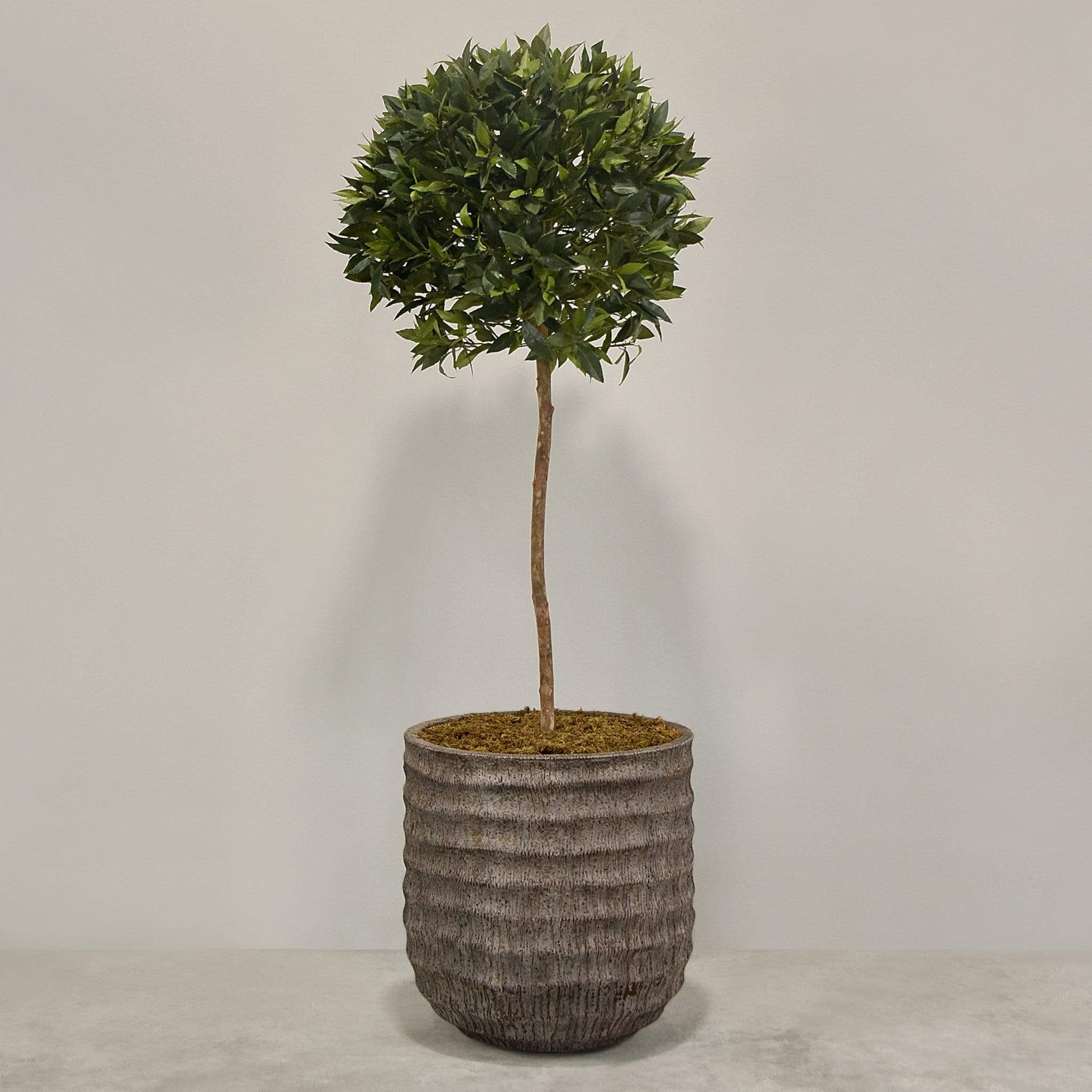 Artificial Laurel Tree with Pot - Image 6