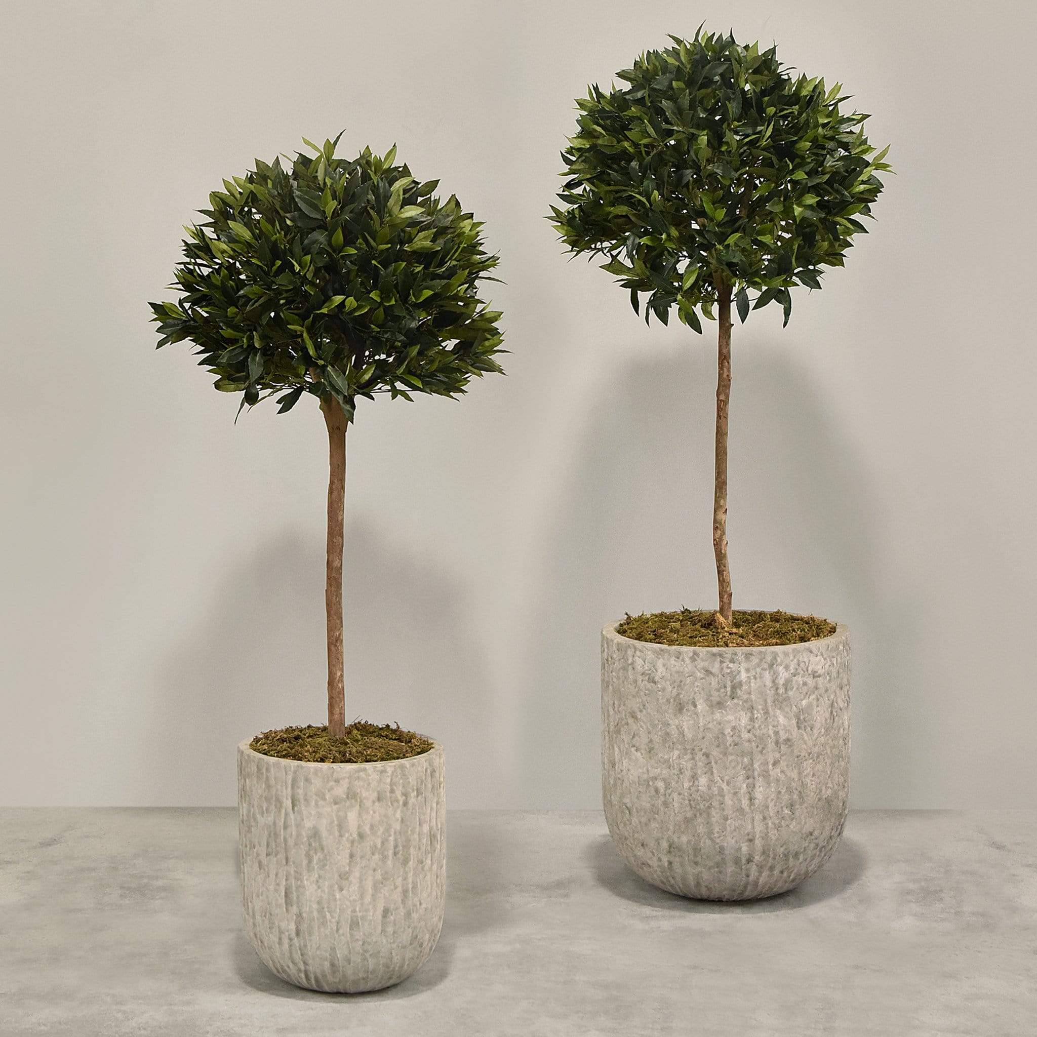 Artificial Laurel Tree with Pot
