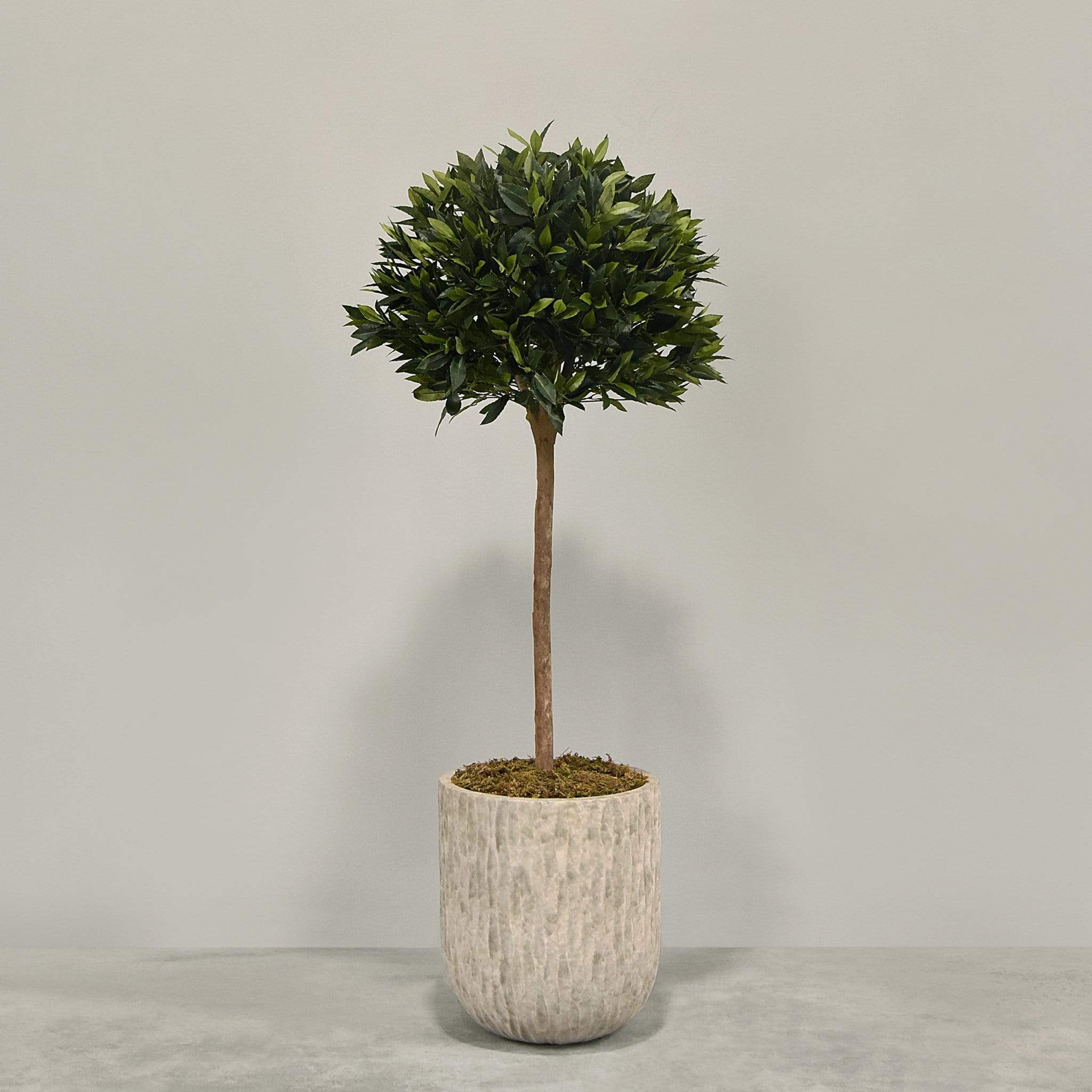 Artificial Laurel Tree with Pot - Image 2