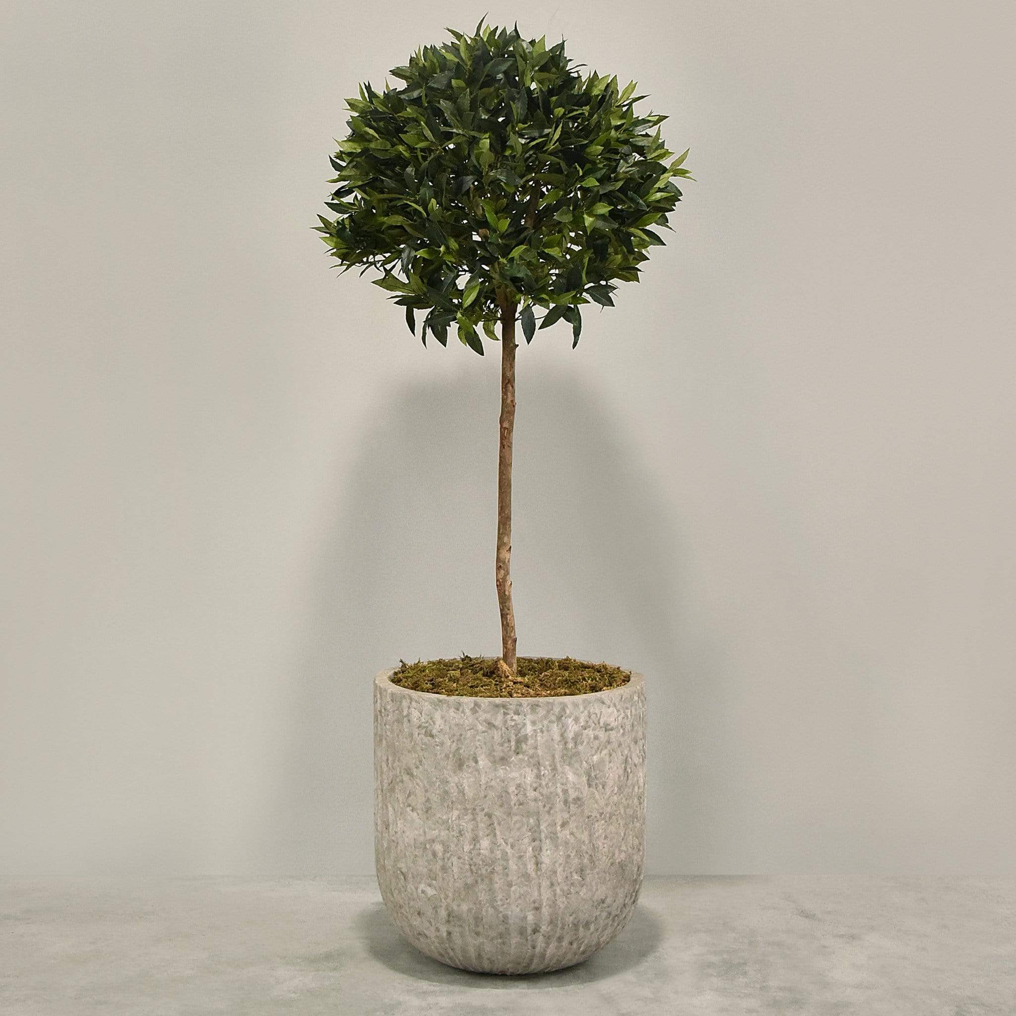 Artificial Laurel Tree with Pot - Image 3