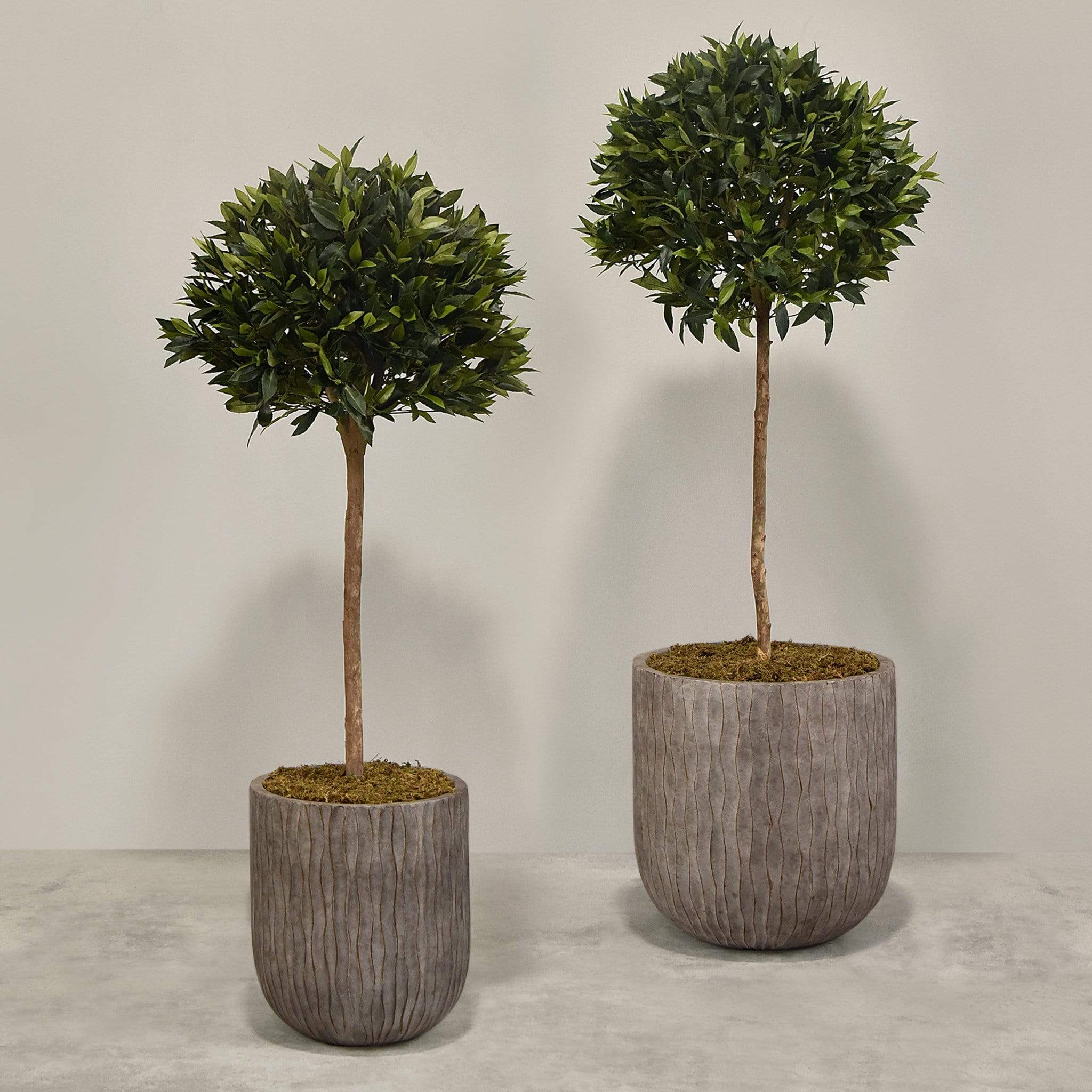 Artificial Laurel Tree with Pot - Image 4