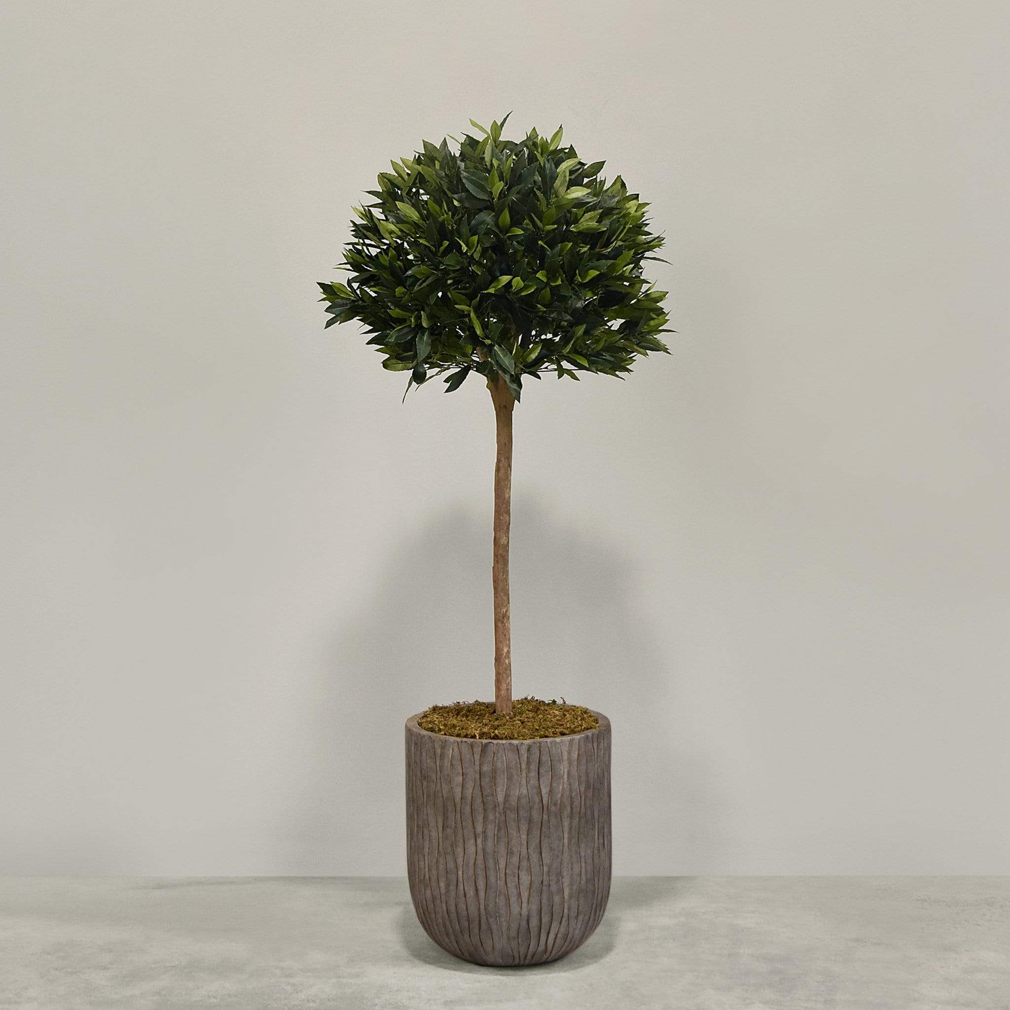 Artificial Laurel Tree with Pot - Image 5