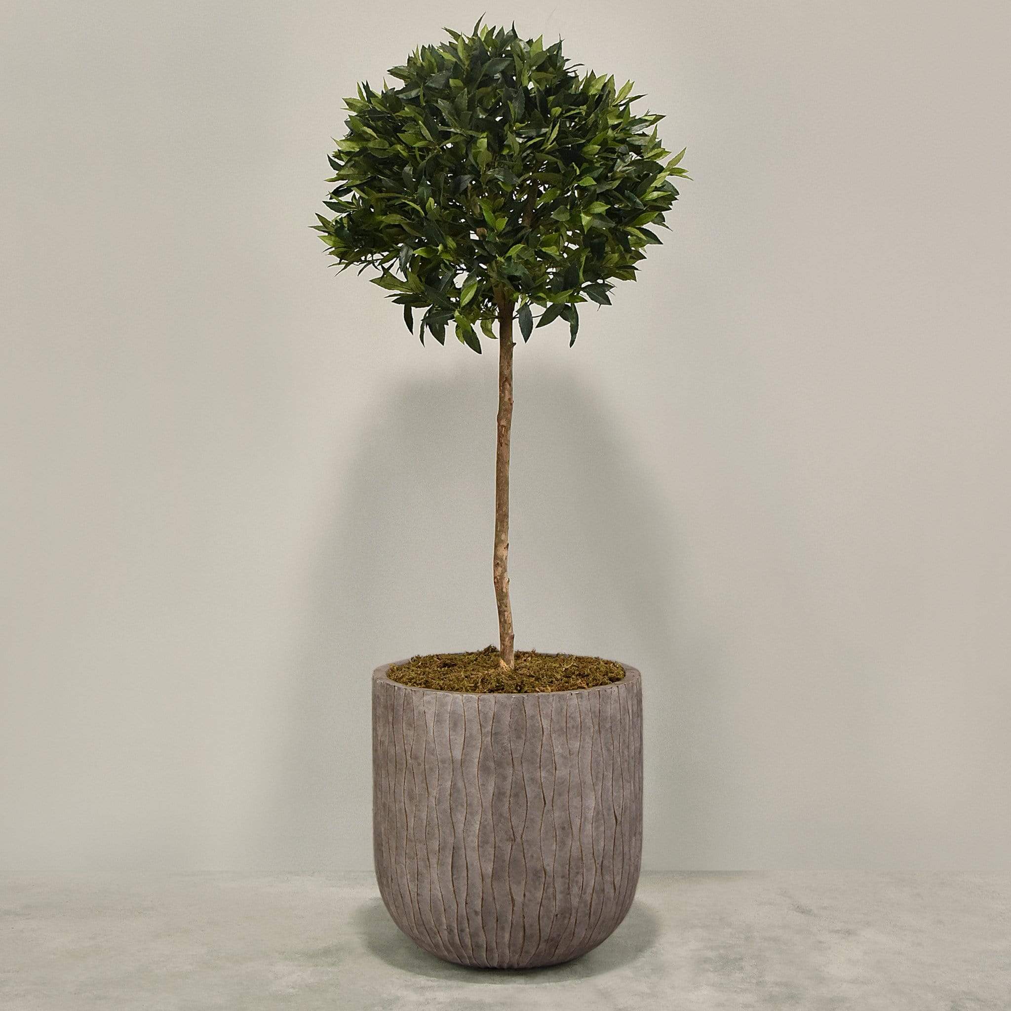 Artificial Laurel Tree with Pot - Image 6