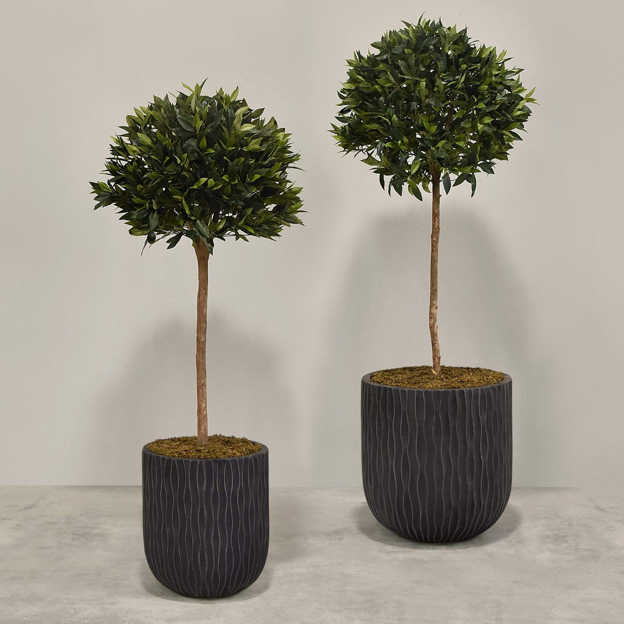 Artificial Laurel Tree with Pot - Image 7