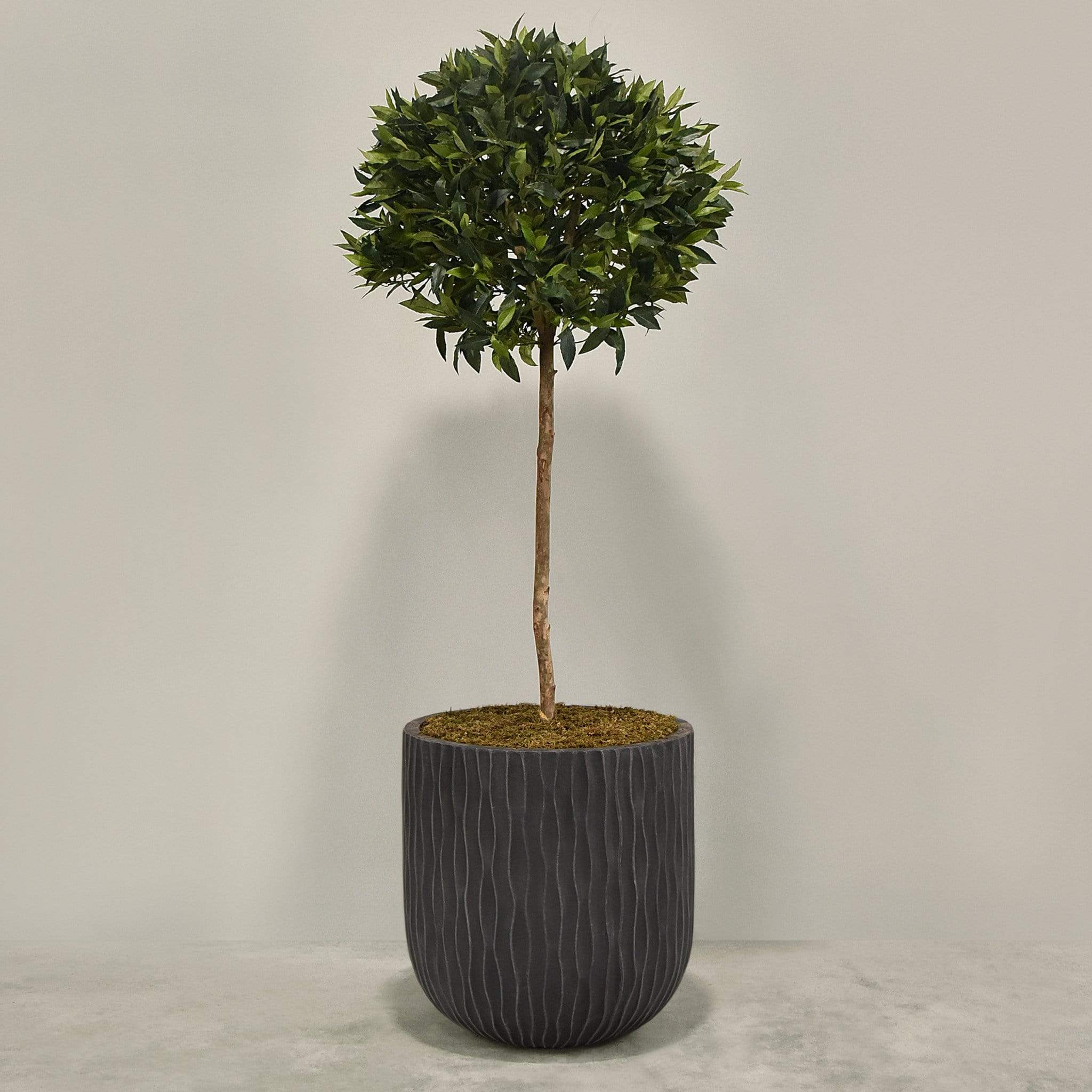 Artificial Laurel Tree with Pot - Image 9