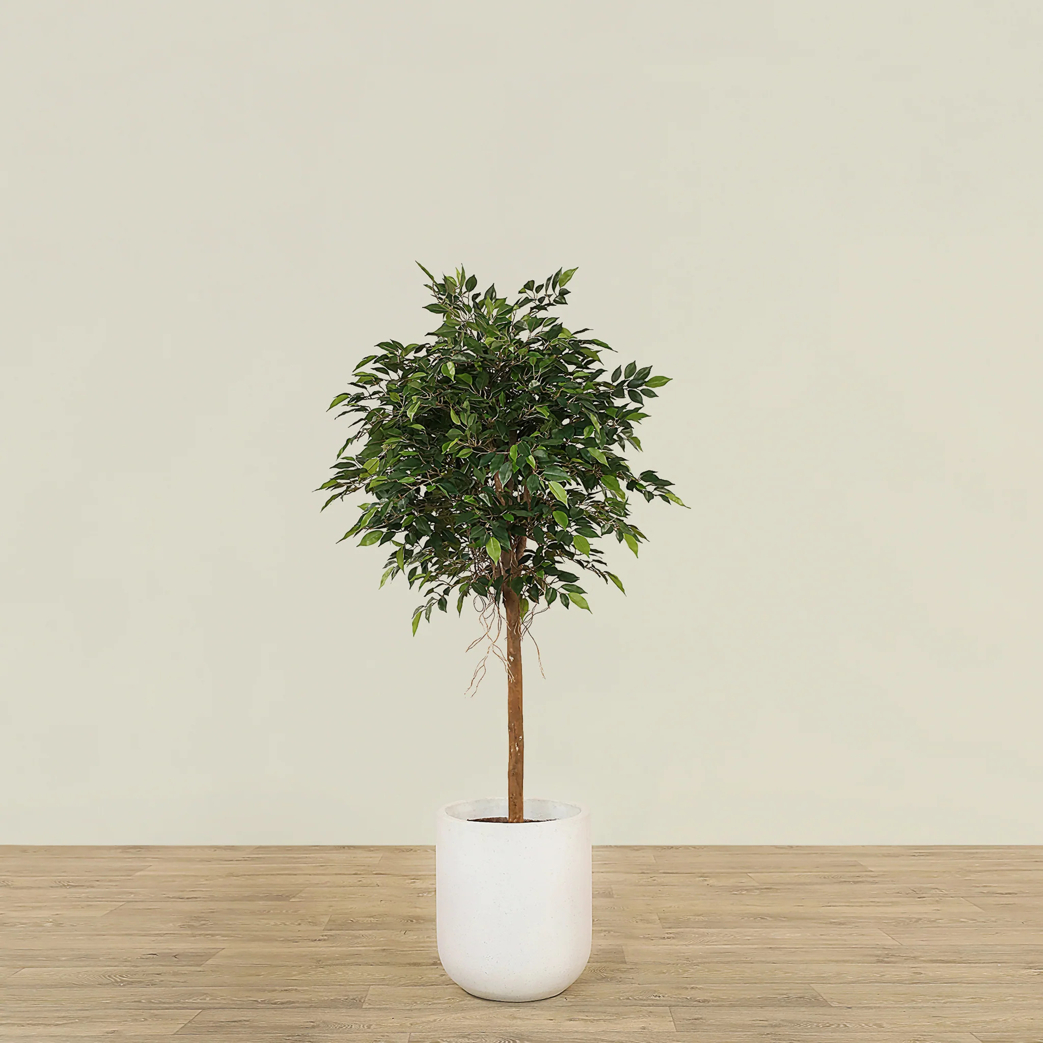 Artificial Mini Ficus Tree 150cm