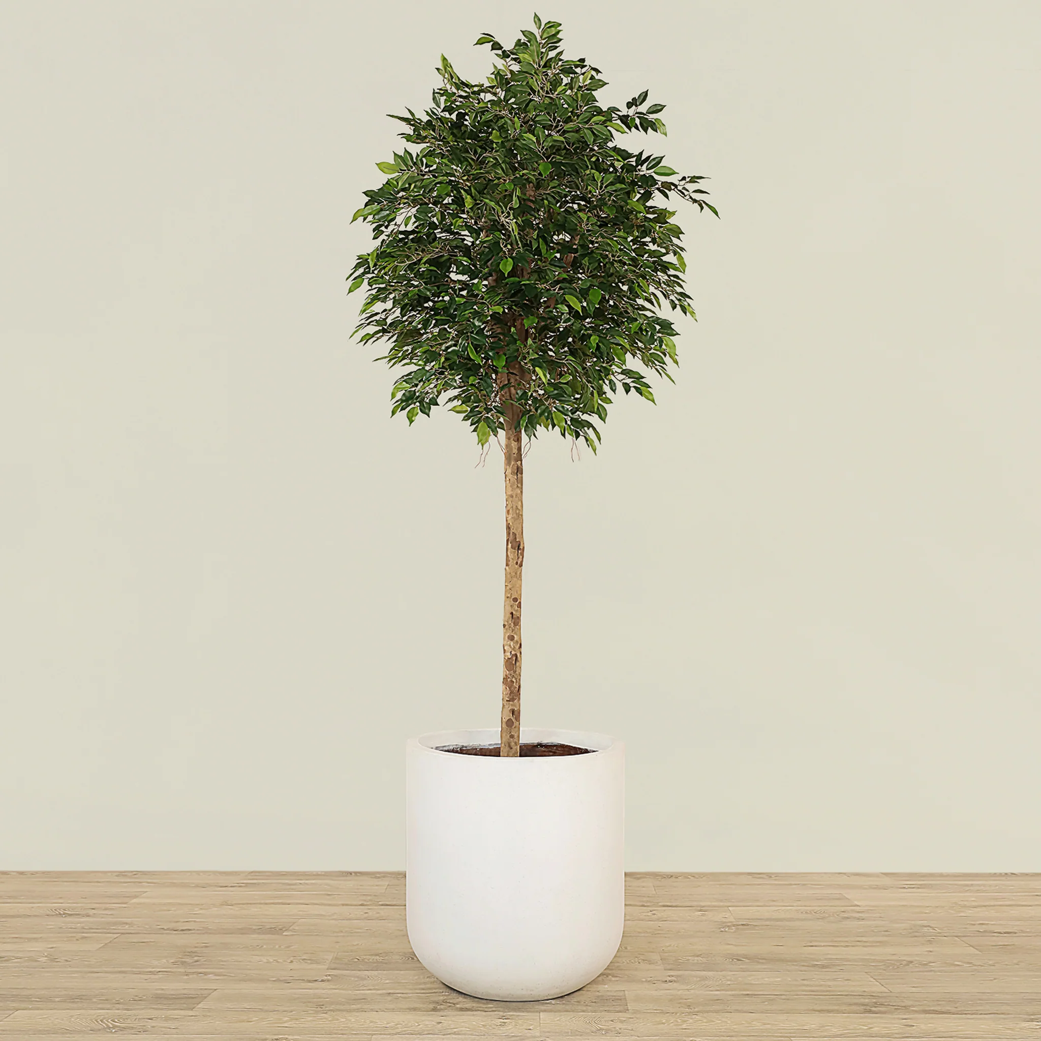 Artificial Mini Ficus Tree 240cm