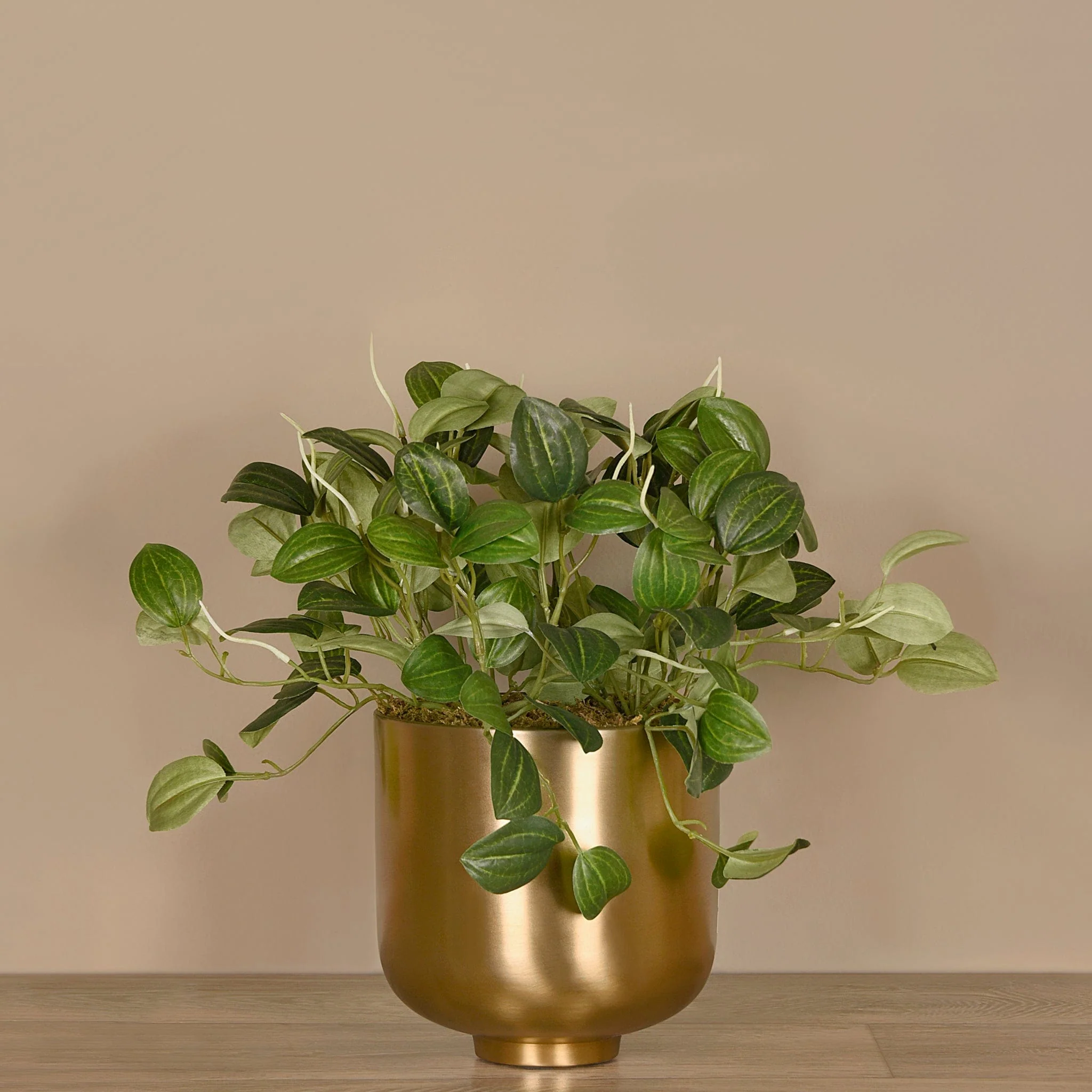 Artificial Potted Peperomia - Image 2