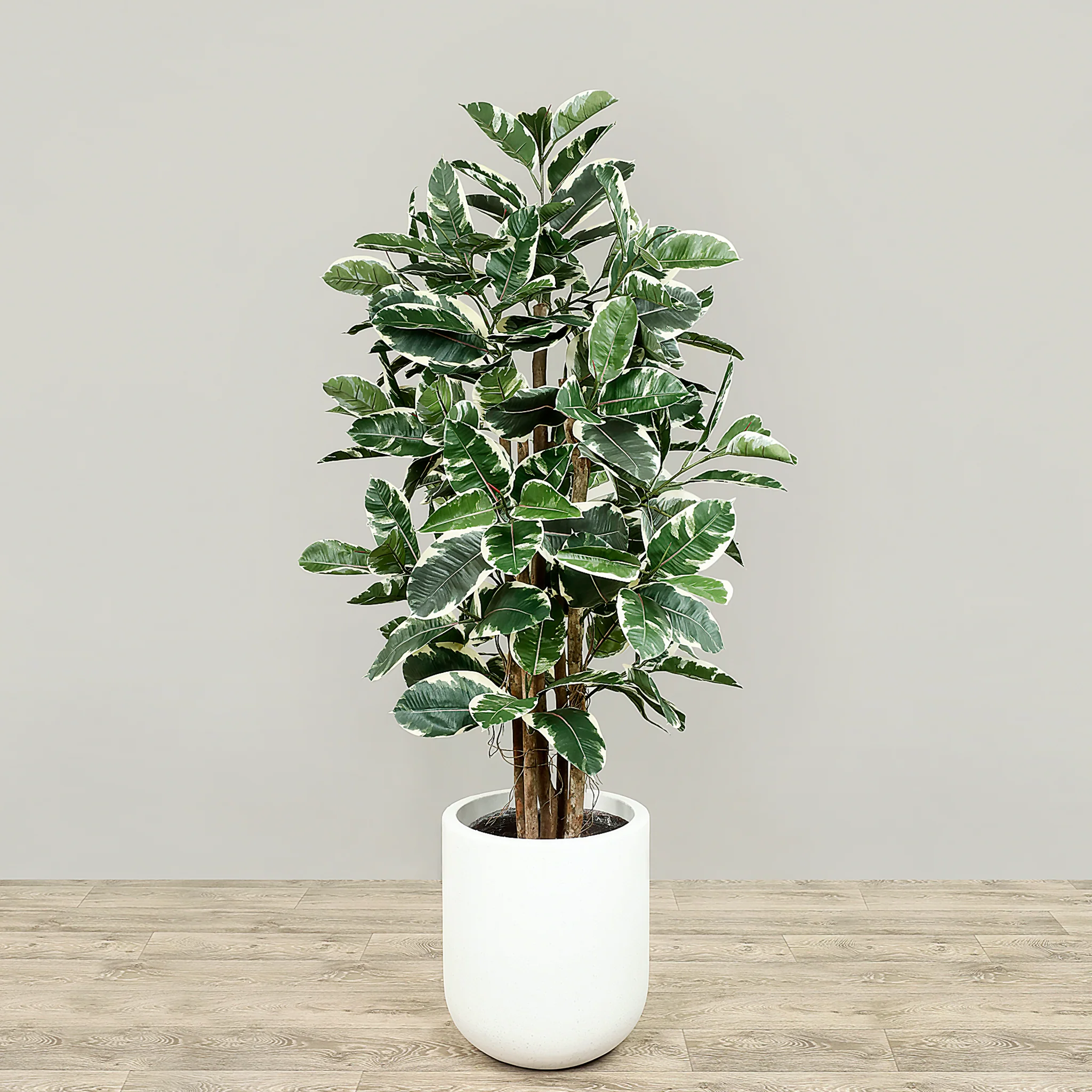 Artificial Rubber Plant 150cm