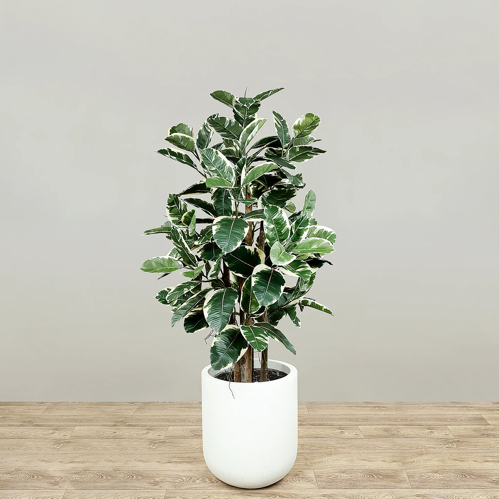 Artificial Rubber Tree 120cm