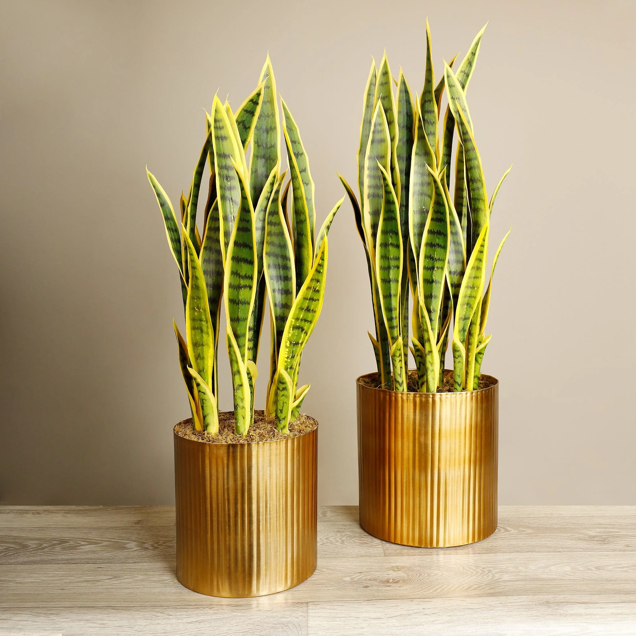 Artificial Sansevieria Plant