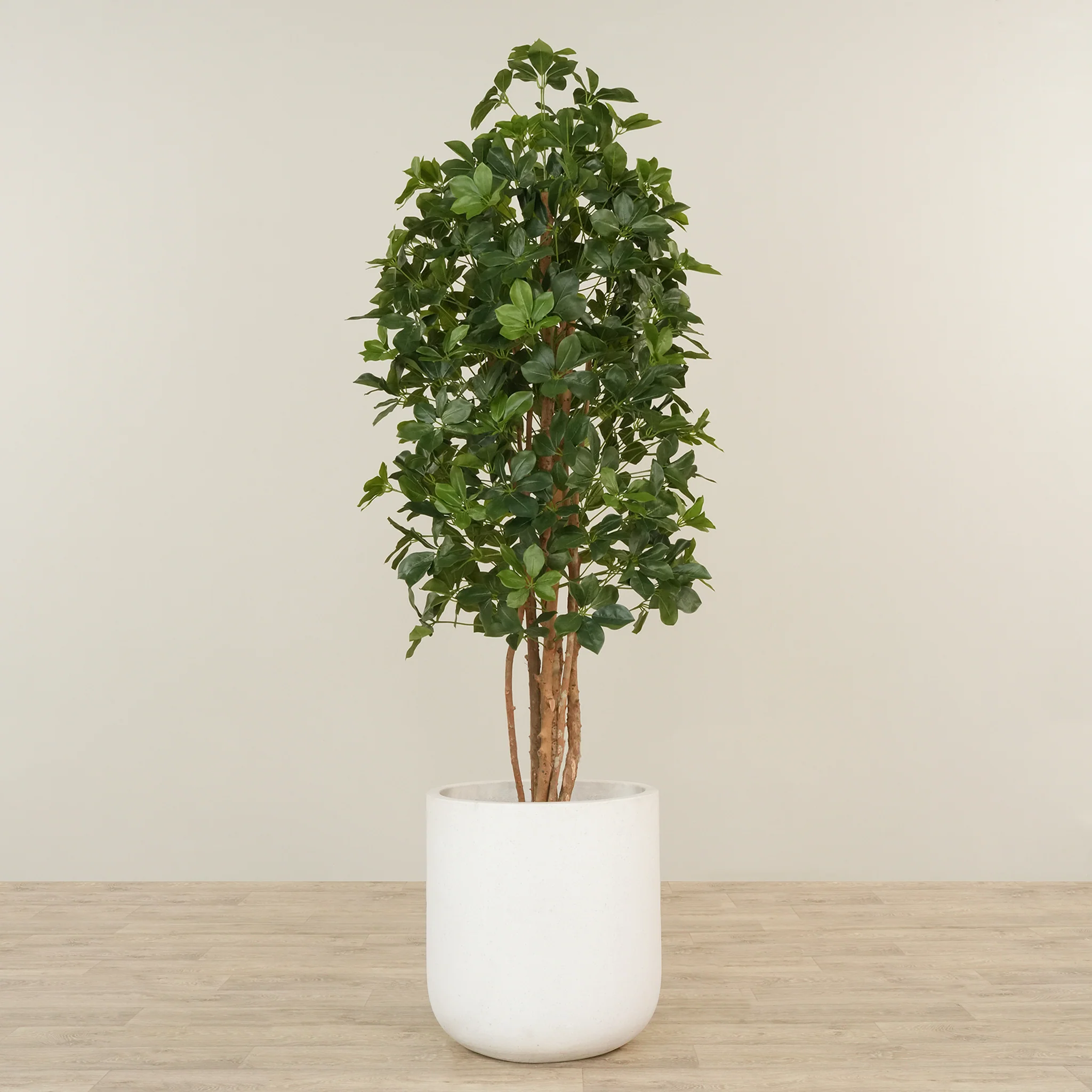 Artificial Schefflera Tree 180cm