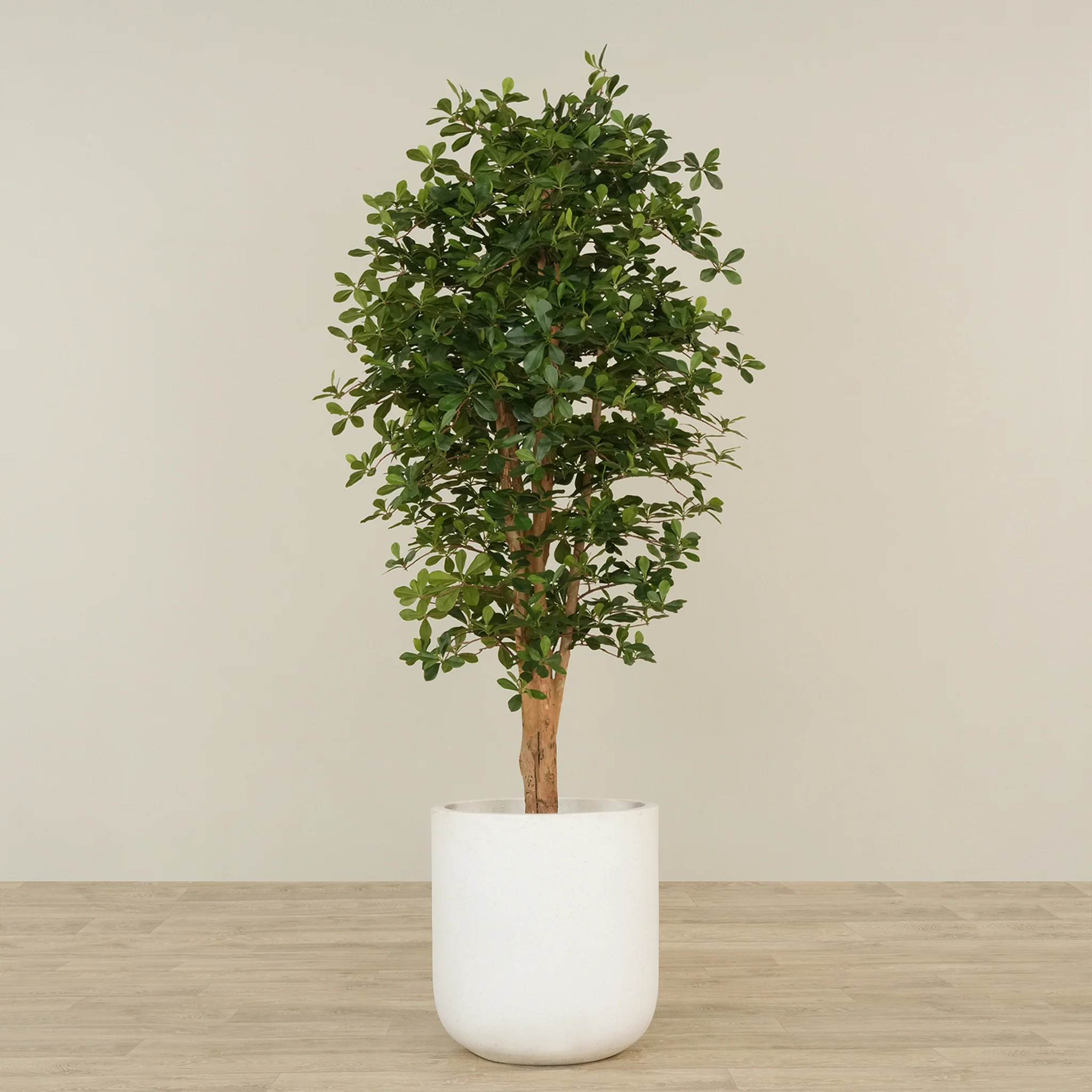 Artificial Schefflera Tree 180cm