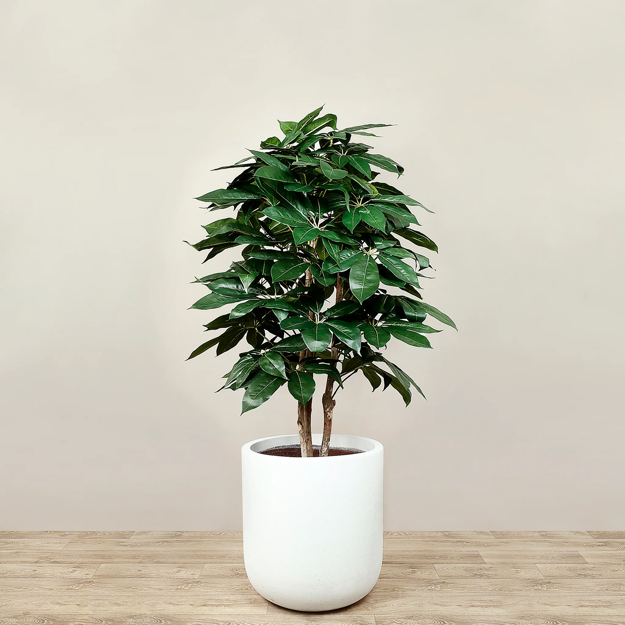 Artificial Schefflera Tree 150cm