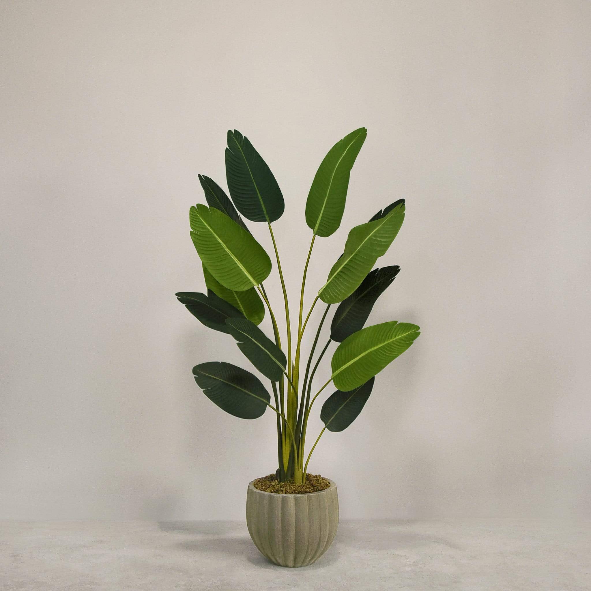 Artificial Strelitzia With Pot - Image 2