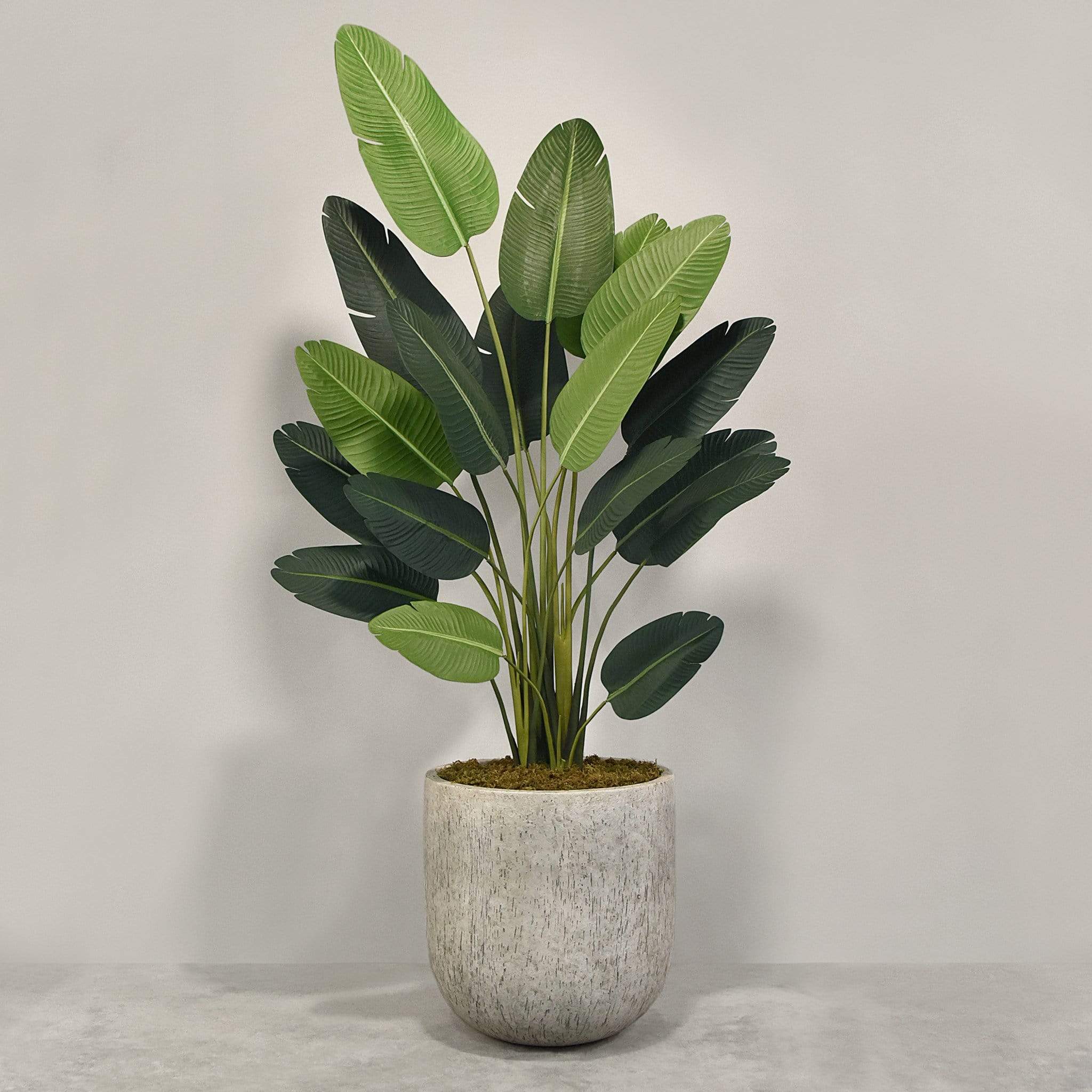Artificial Strelitzia With Pot - Image 4