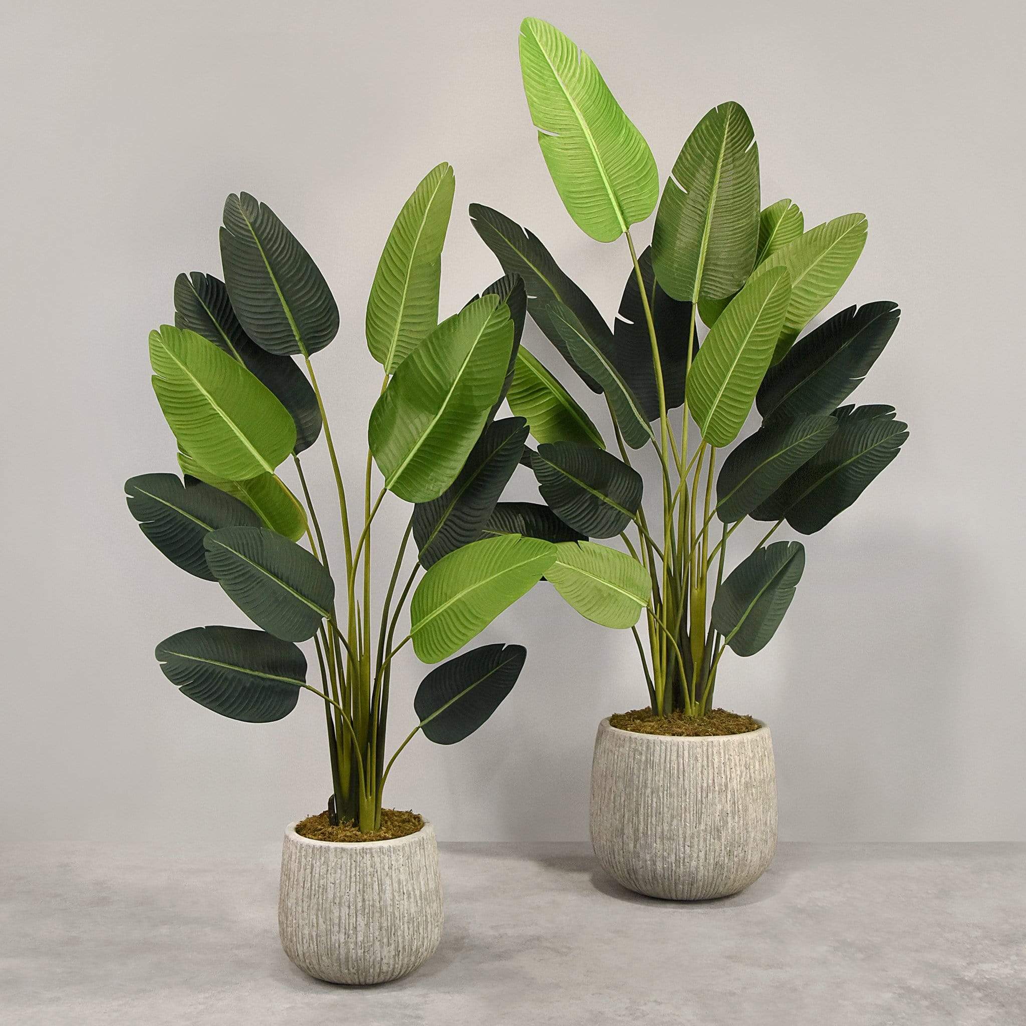 Artificial Strelitzia With Pot