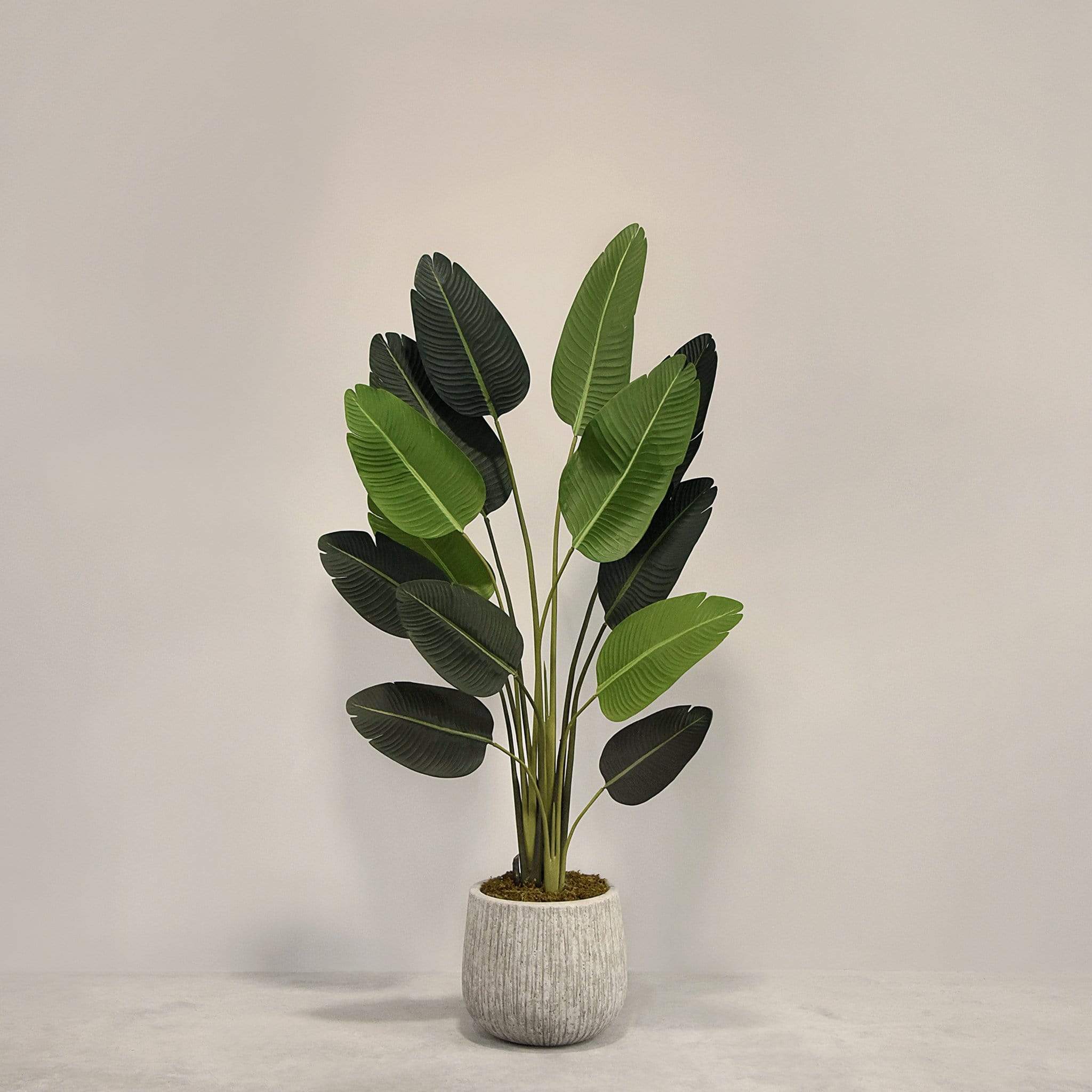 Artificial Strelitzia With Pot - Image 2