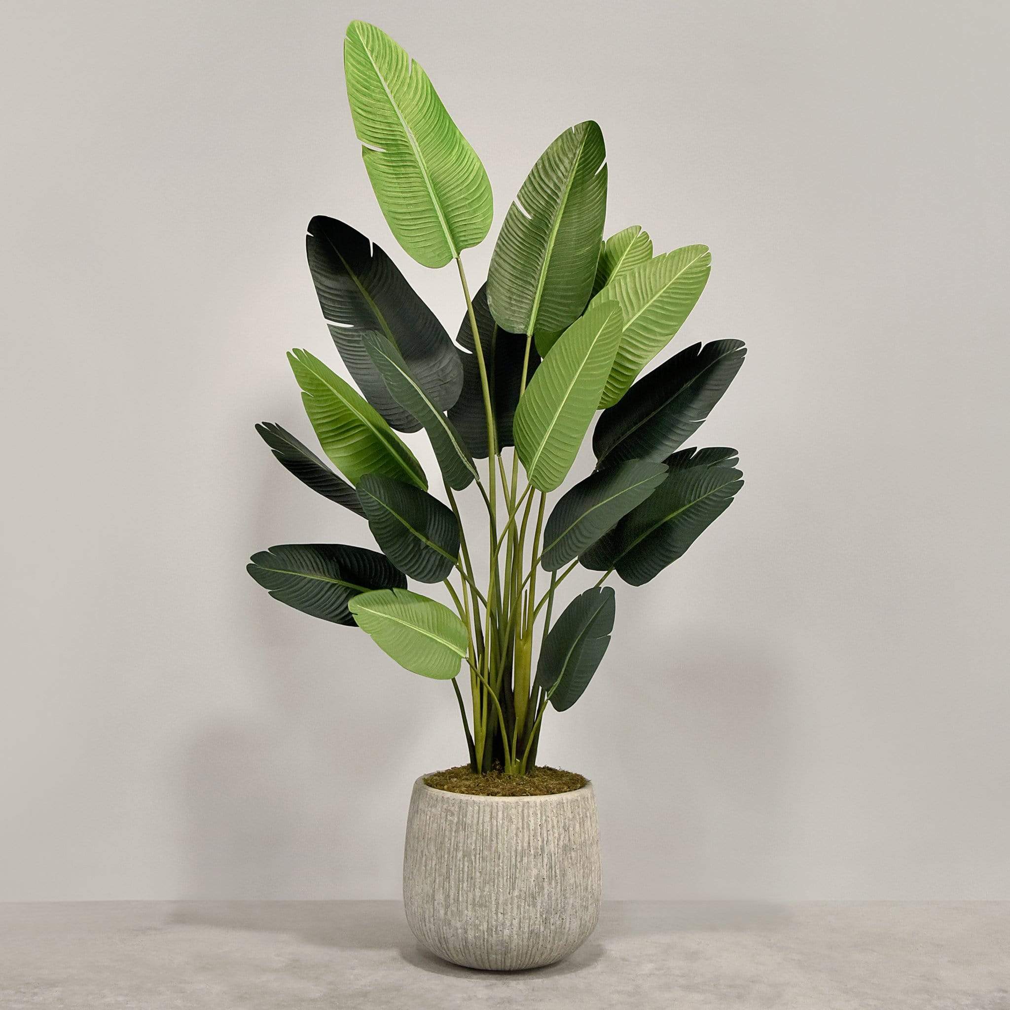 Artificial Strelitzia With Pot - Image 3